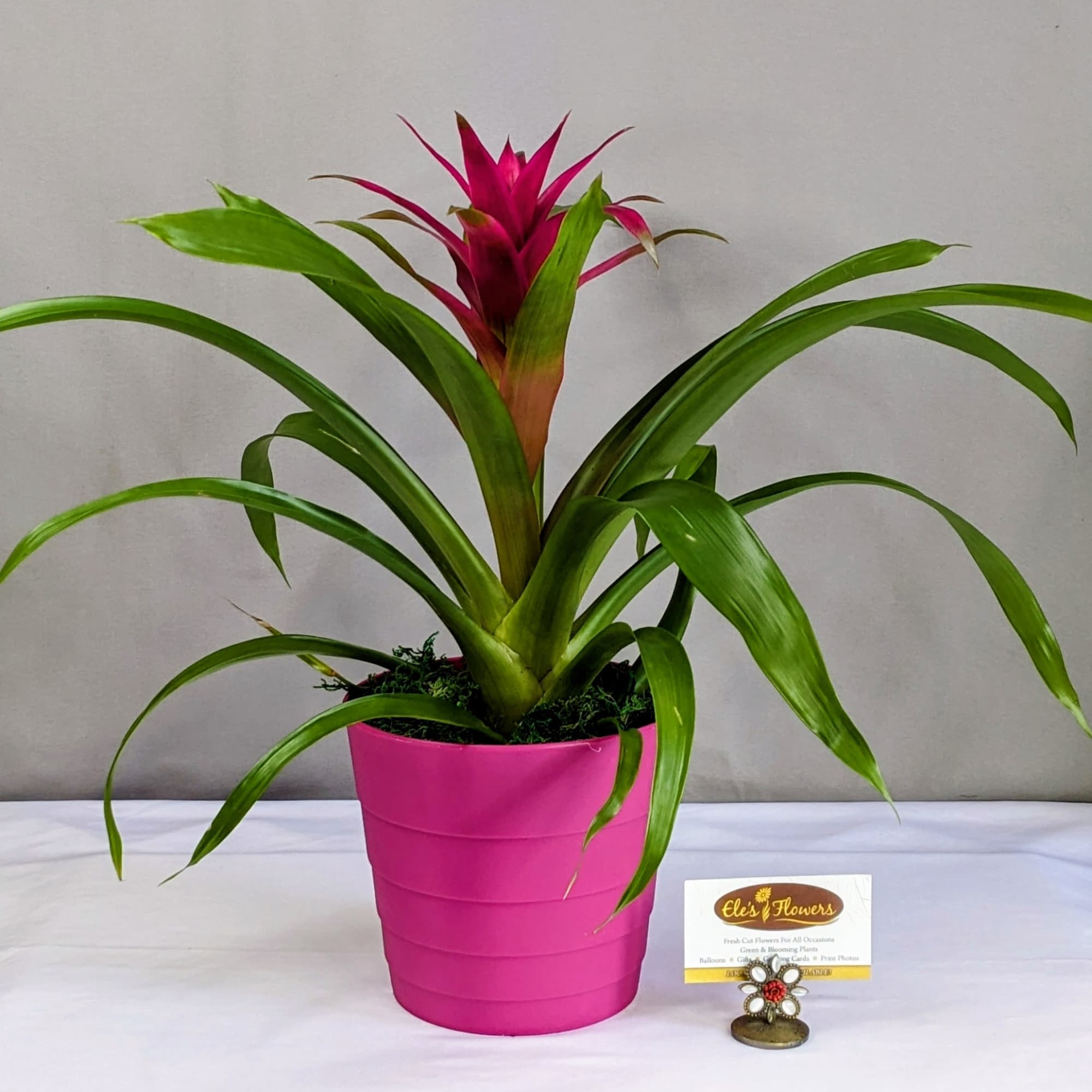Bromeliads typically feature rosettes of stiff, sword-like or strap-shaped leaves that can