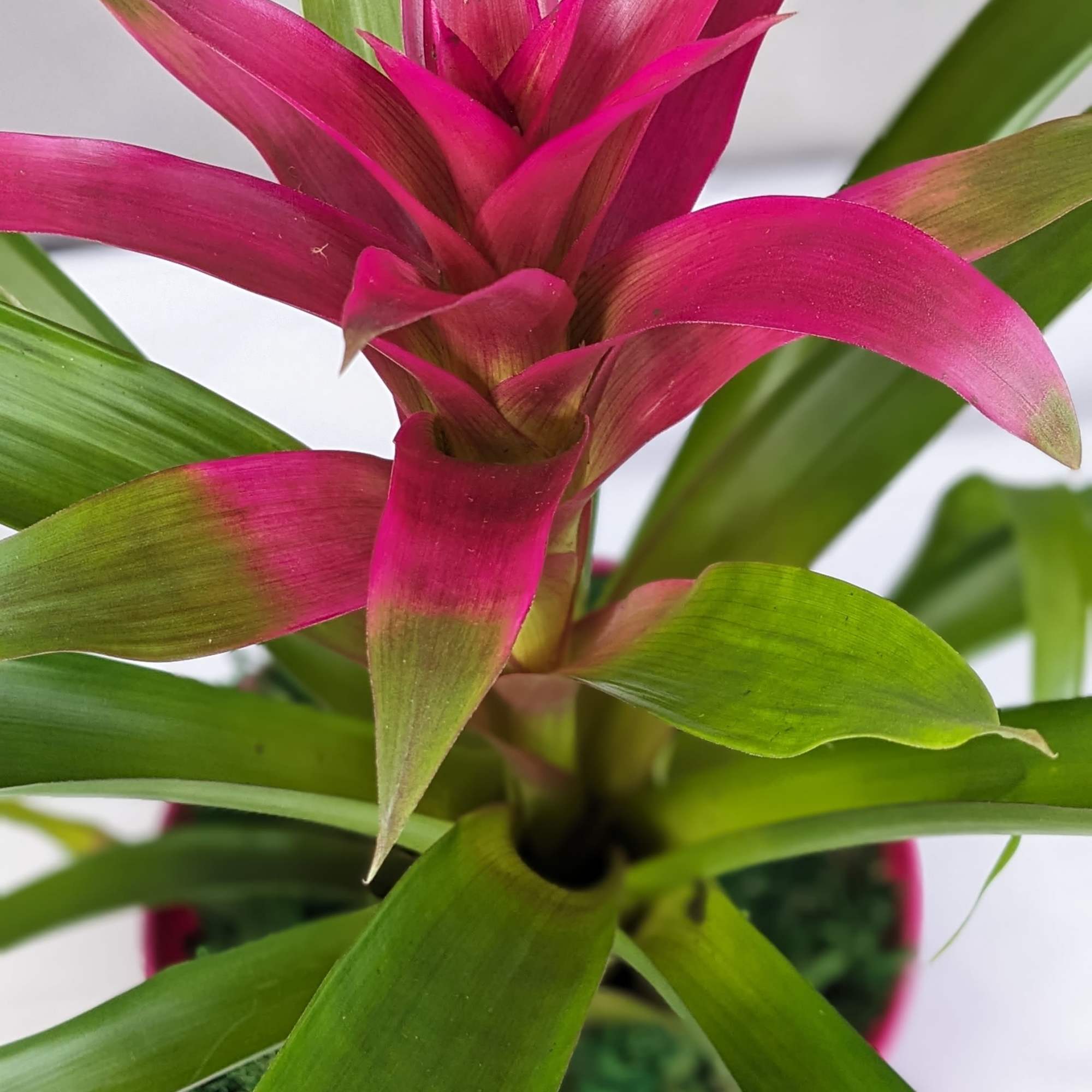 Bromeliads typically feature rosettes of stiff, sword-like or strap-shaped leaves that can