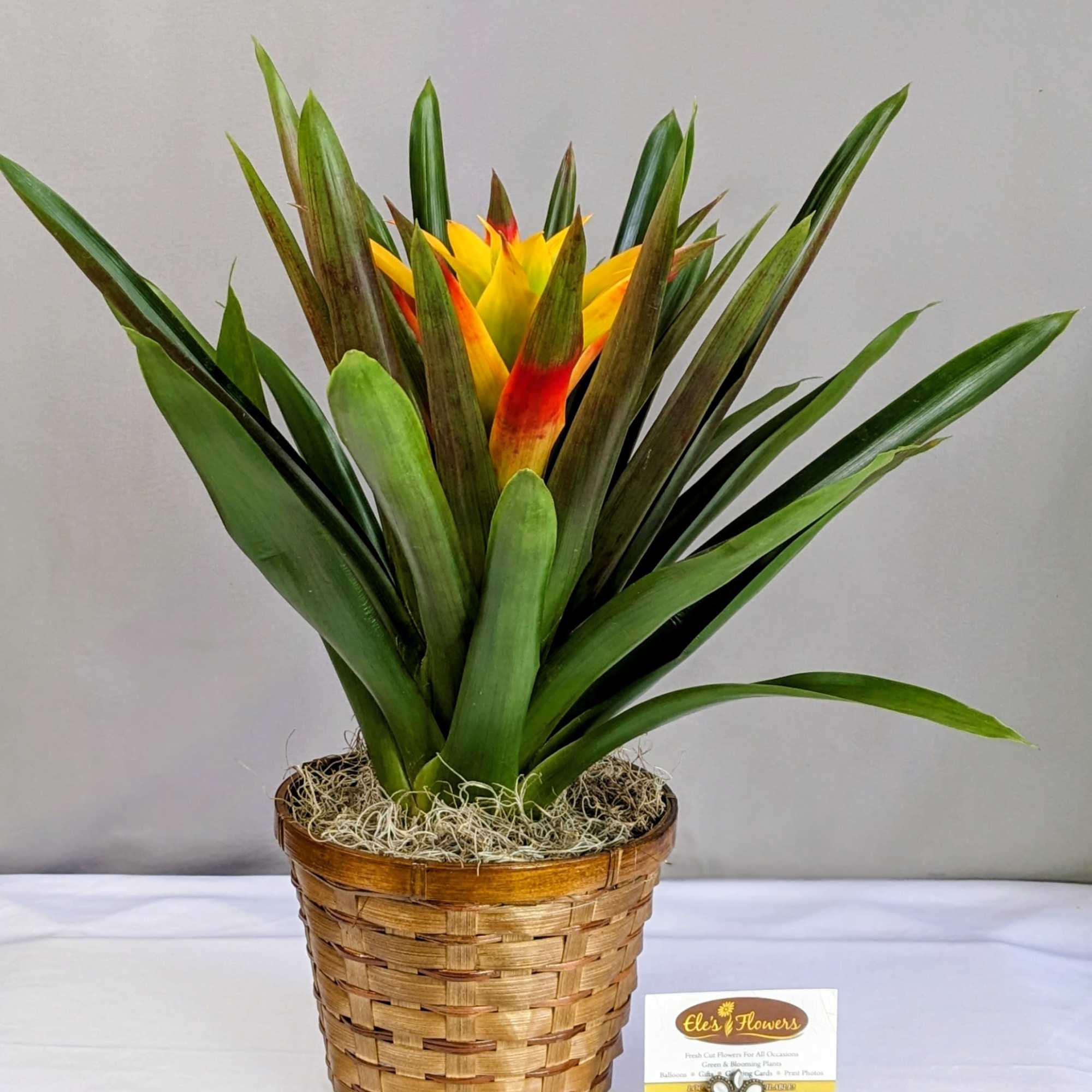 Bromeliads typically feature rosettes of stiff, sword-like or strap-shaped leaves that can