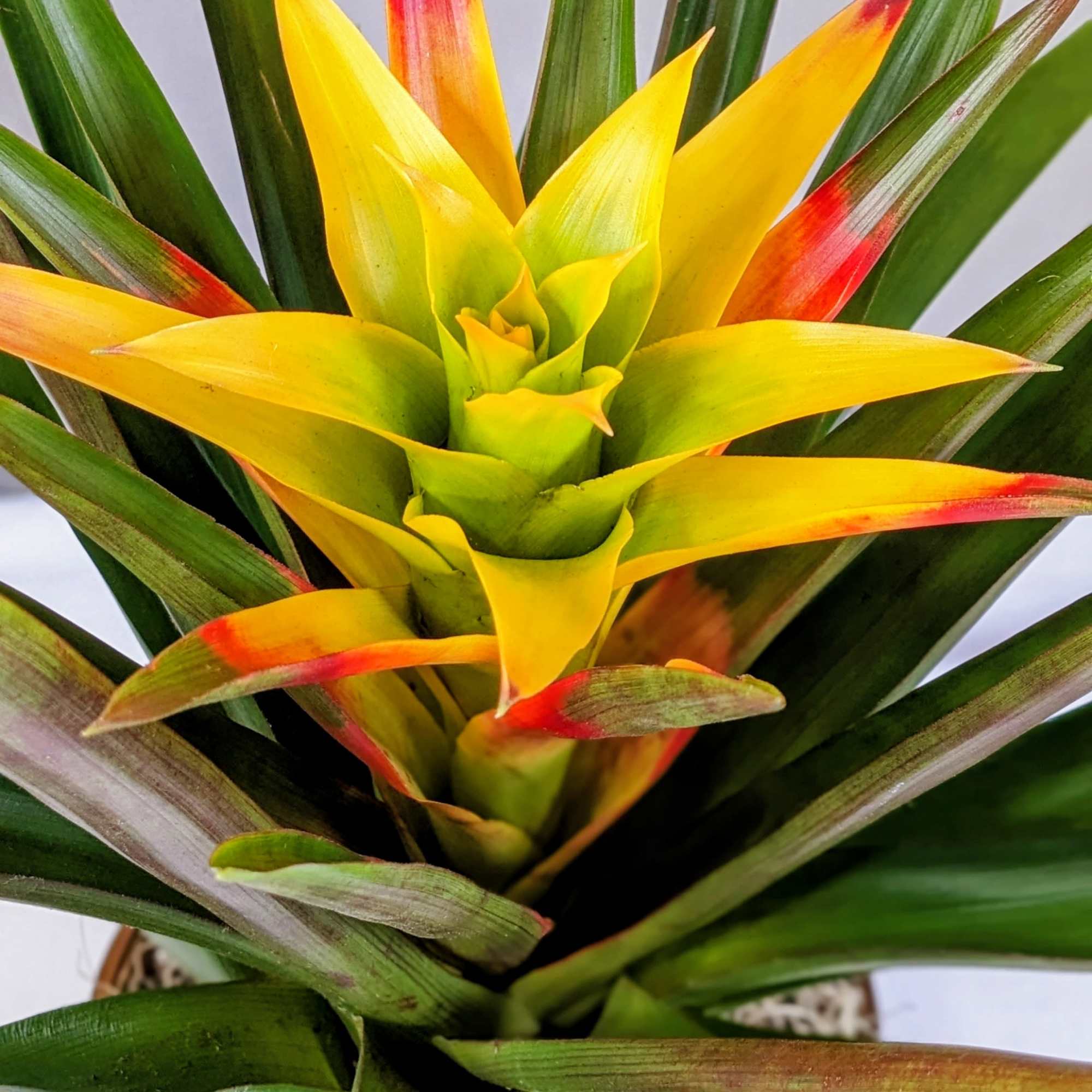 Bromeliads typically feature rosettes of stiff, sword-like or strap-shaped leaves that can