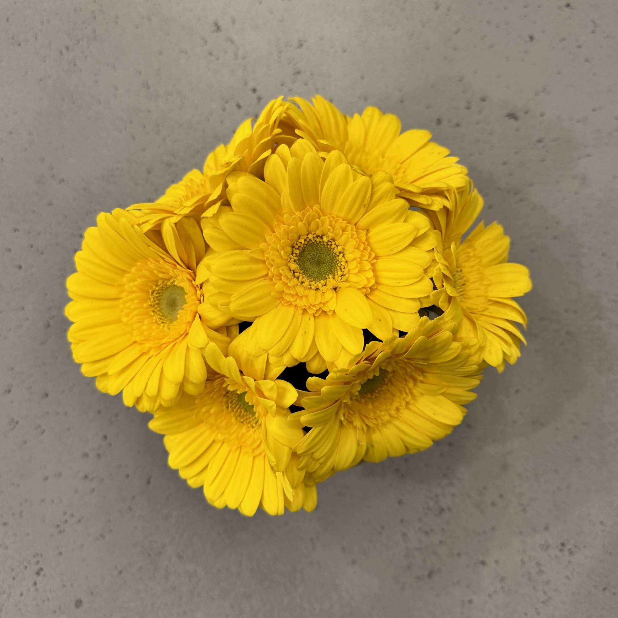 This design includes a hello kitty coffee cup with 7 Gerbera Daisy