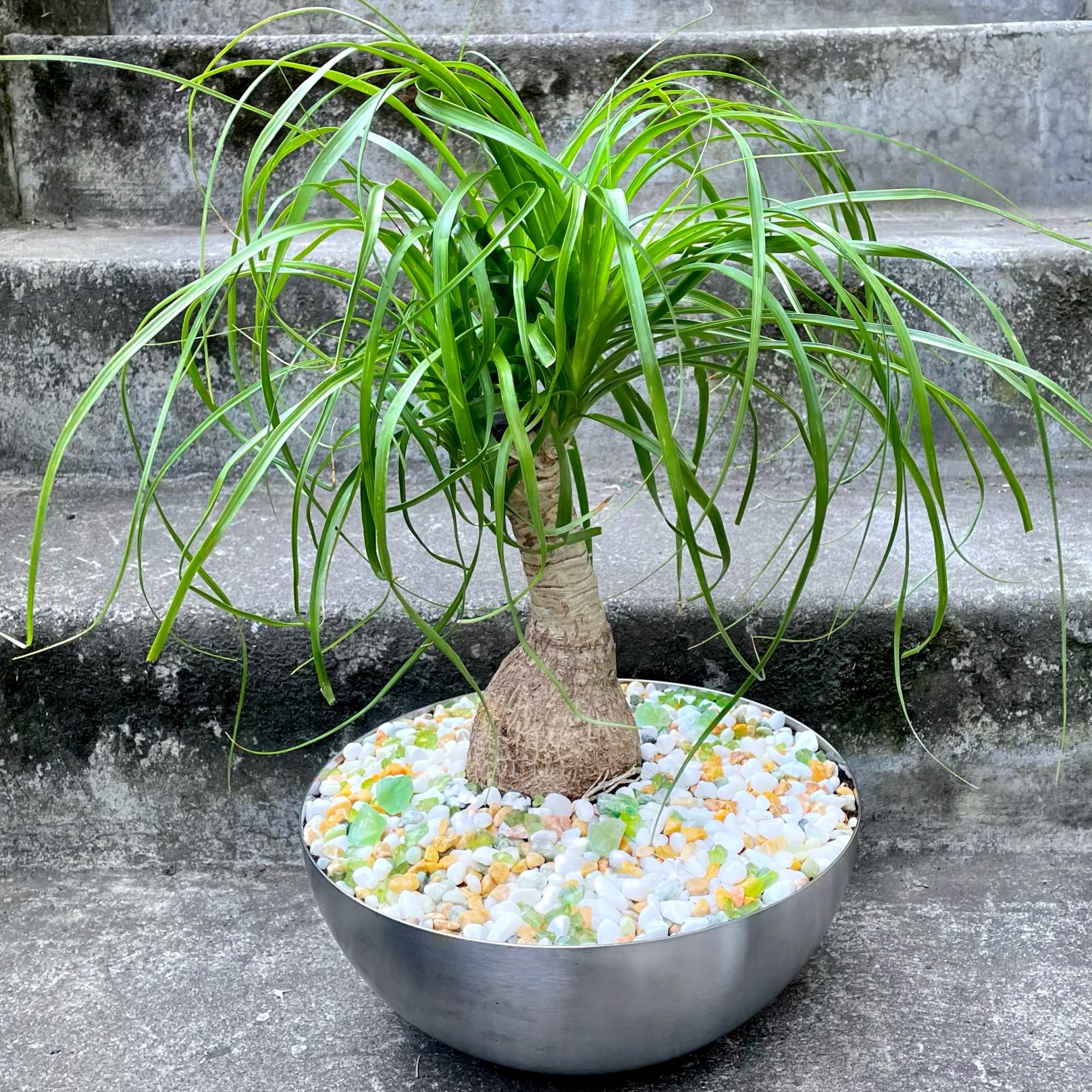 Potted ponytail palm in a round metal planter with decorative stones