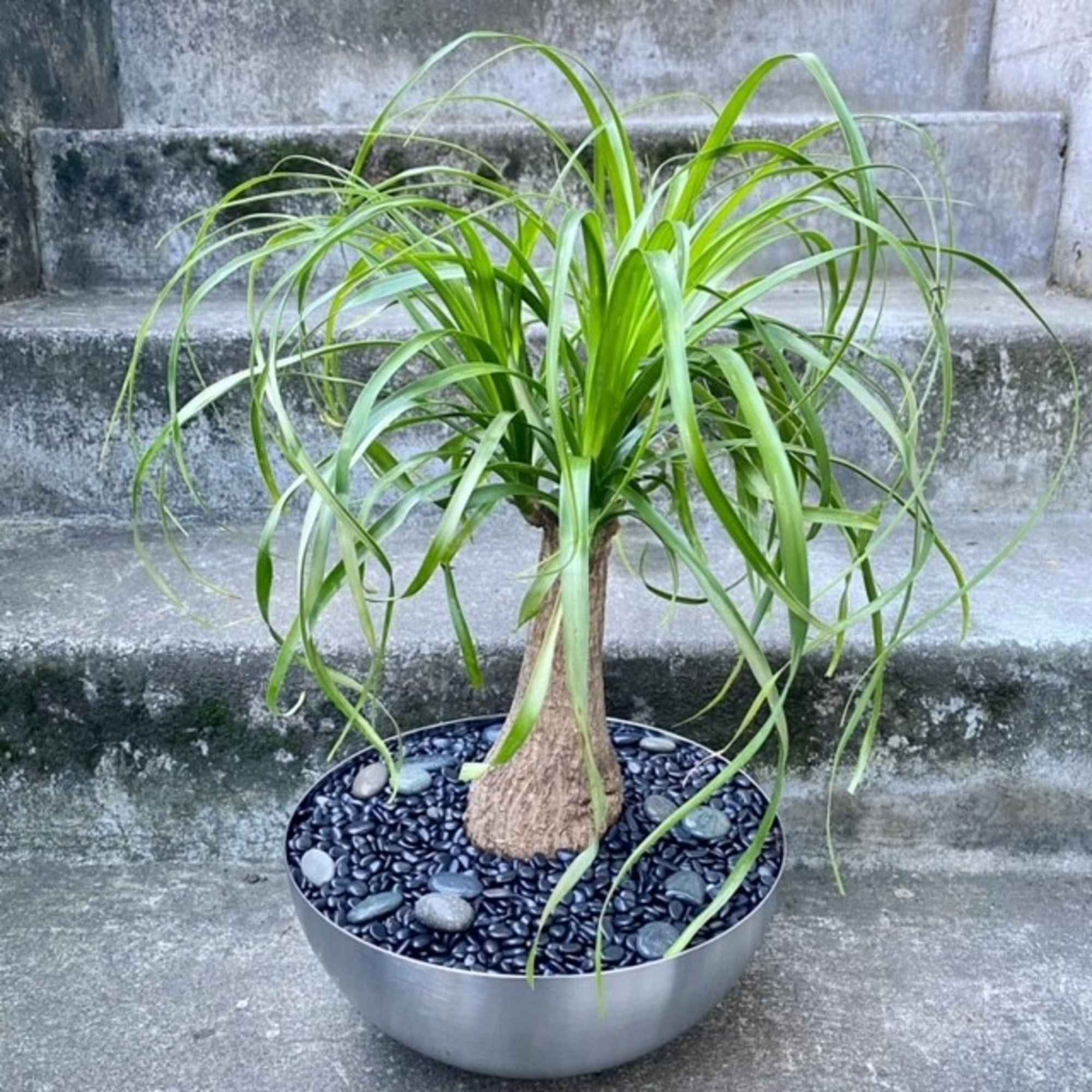 Just like a camel, the ponytail palm can store water in their