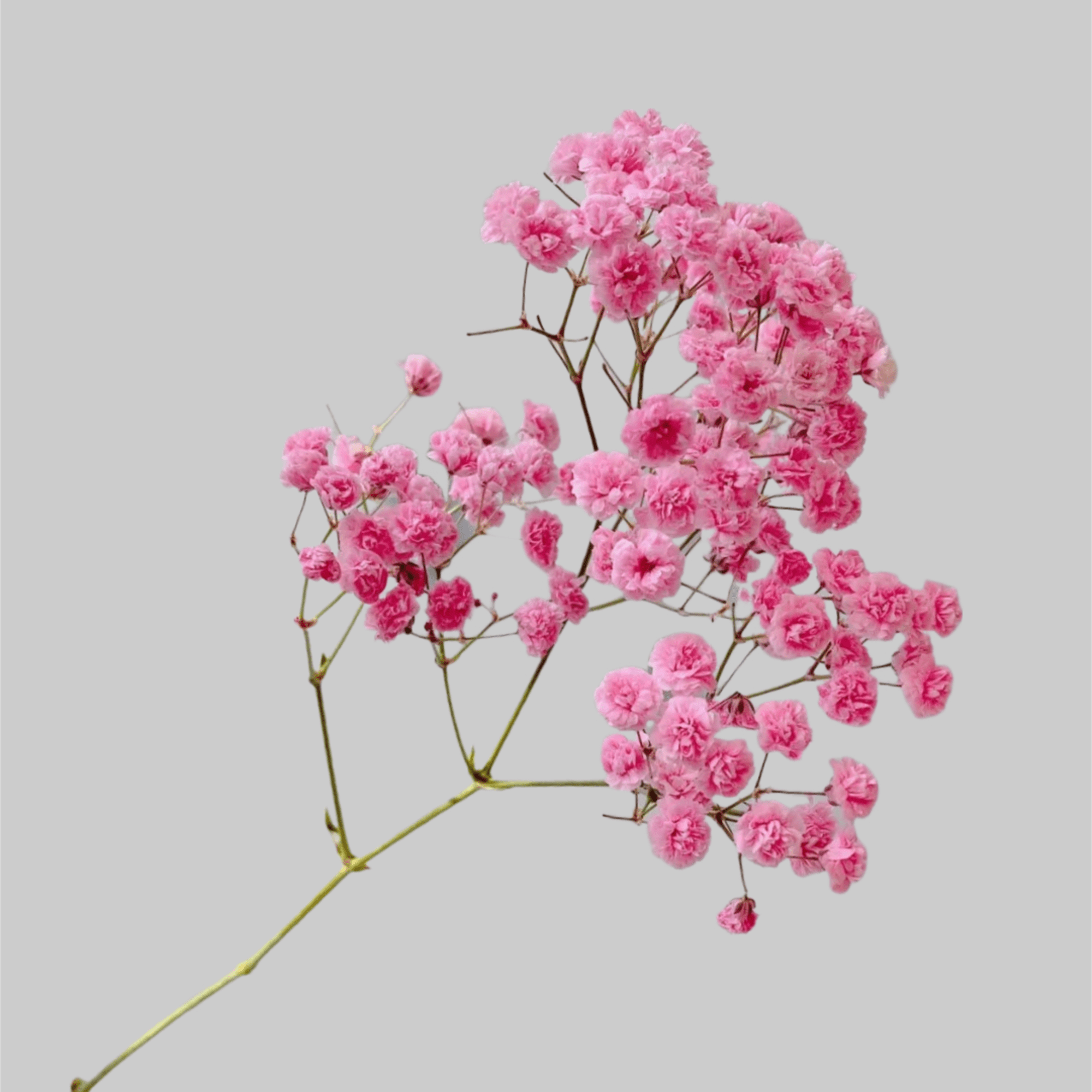 Baby&rsquo;s Breath Gypsophila paniculata，colorful