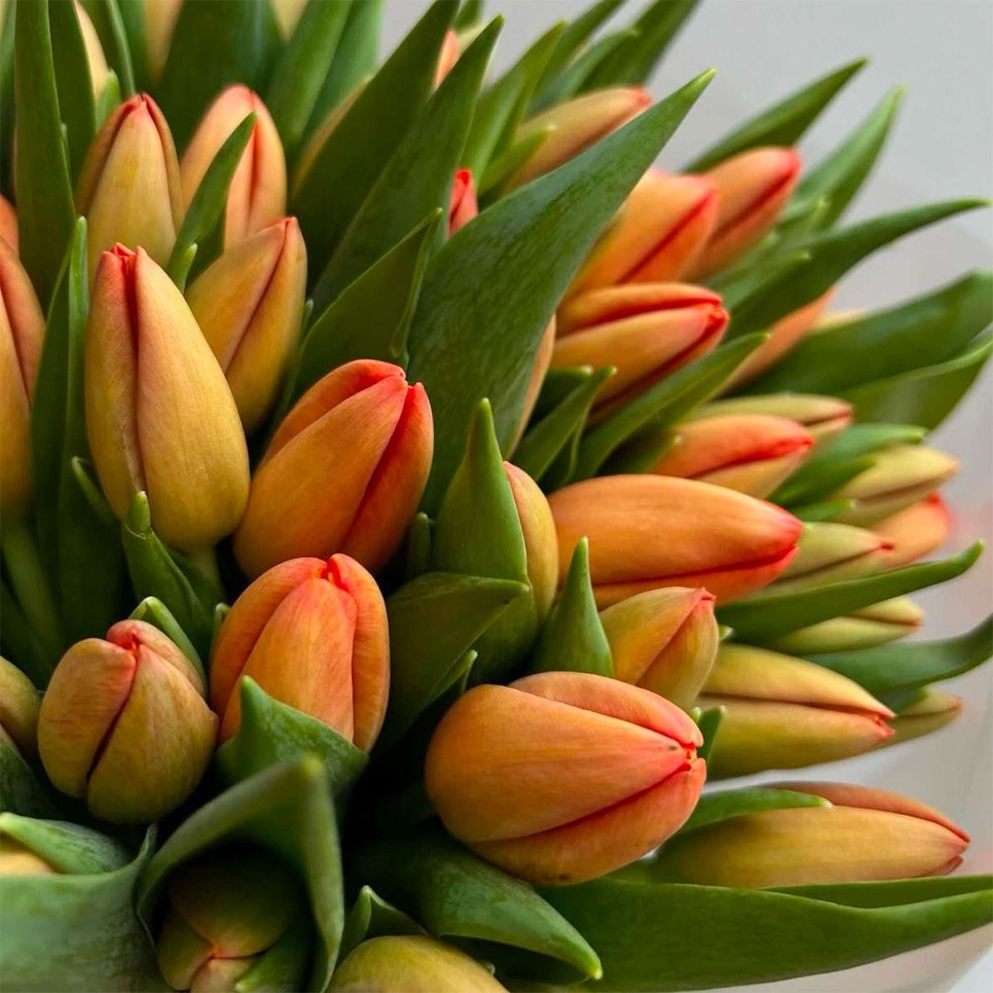 Bouquet of orange tulips with green leaves