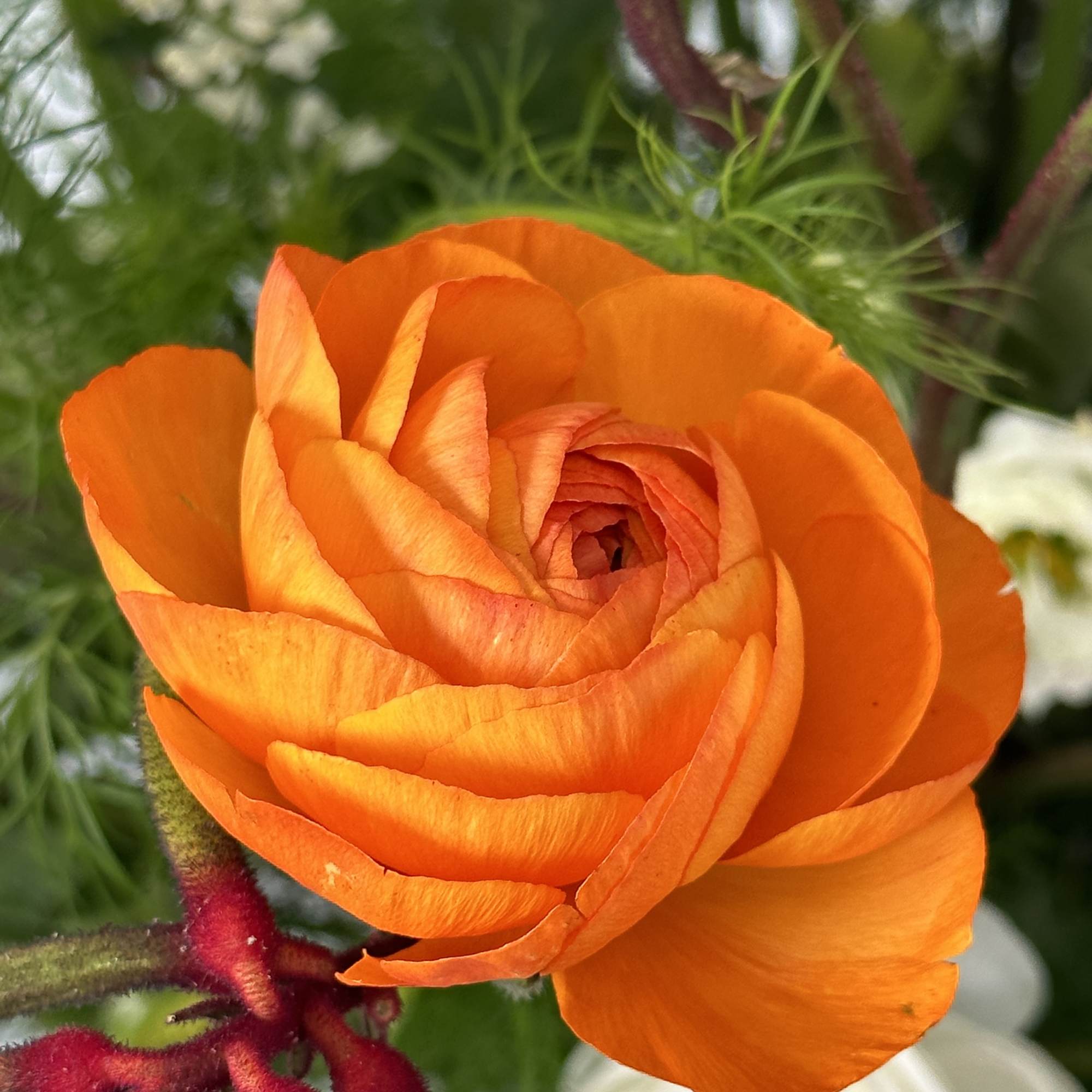 Close-up of an orange ranunculus bloom with blurred flowers behind it