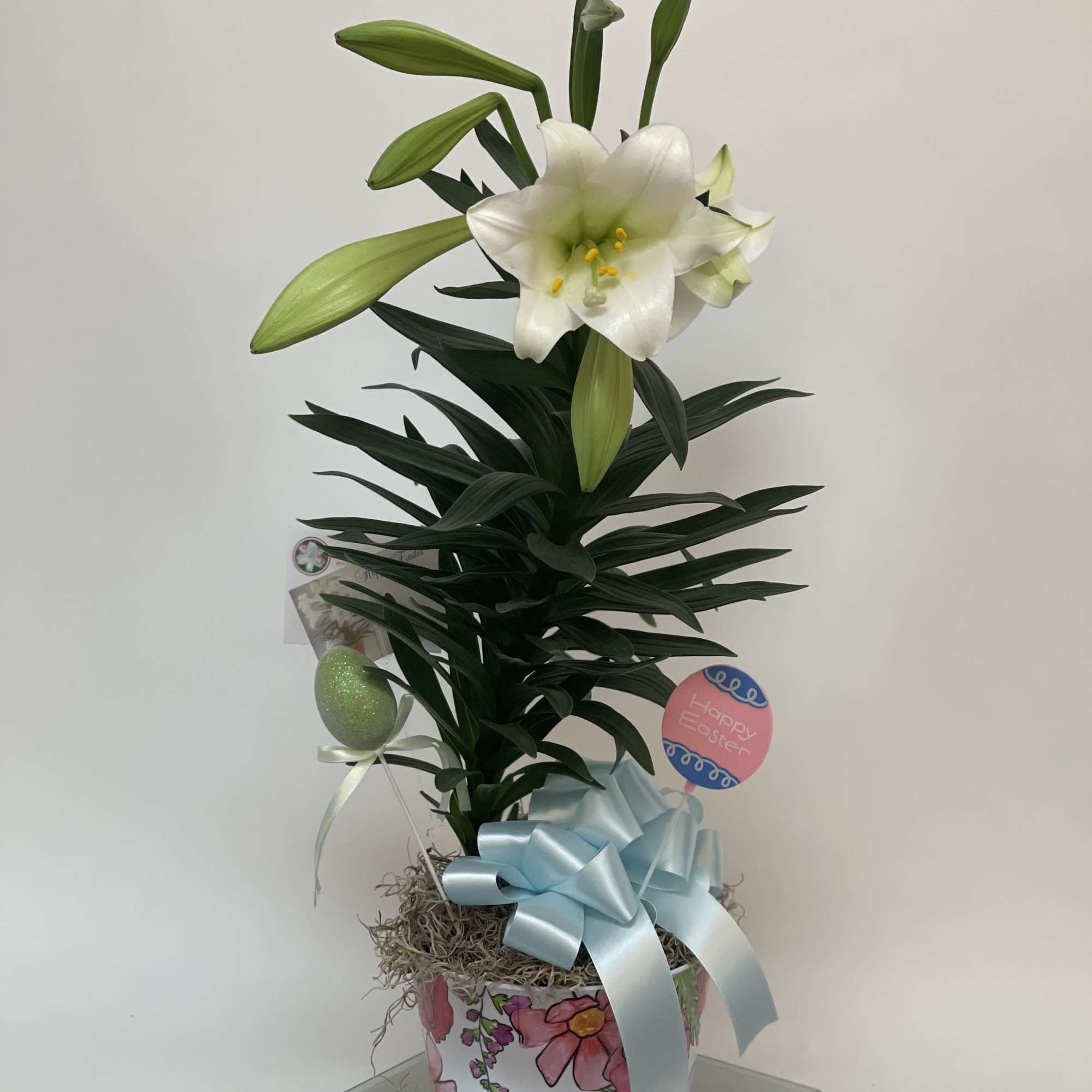 Decorated and in pot 6.5&rsquo; Easter Lily 