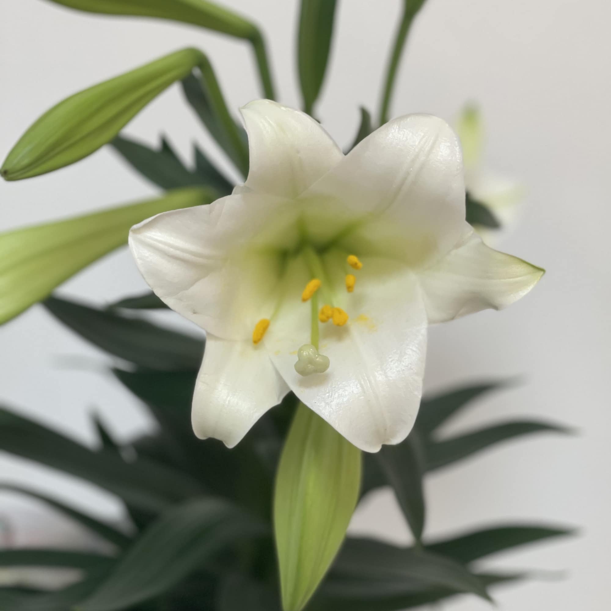 Decorated and in pot 6.5&rsquo; Easter Lily 