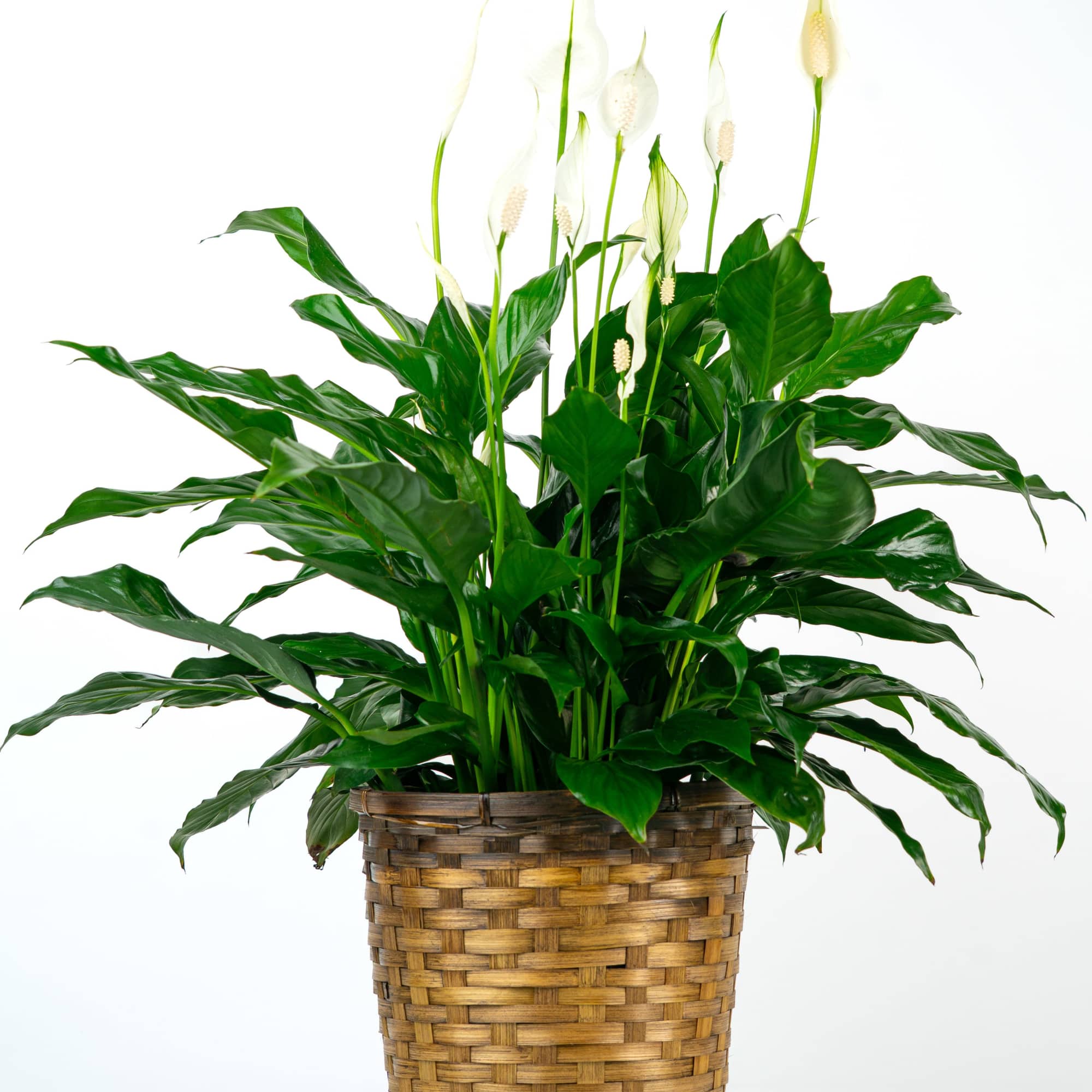 Looking for a Spathiphyllum (Peace Lily)? This dark leafy plant with delicate