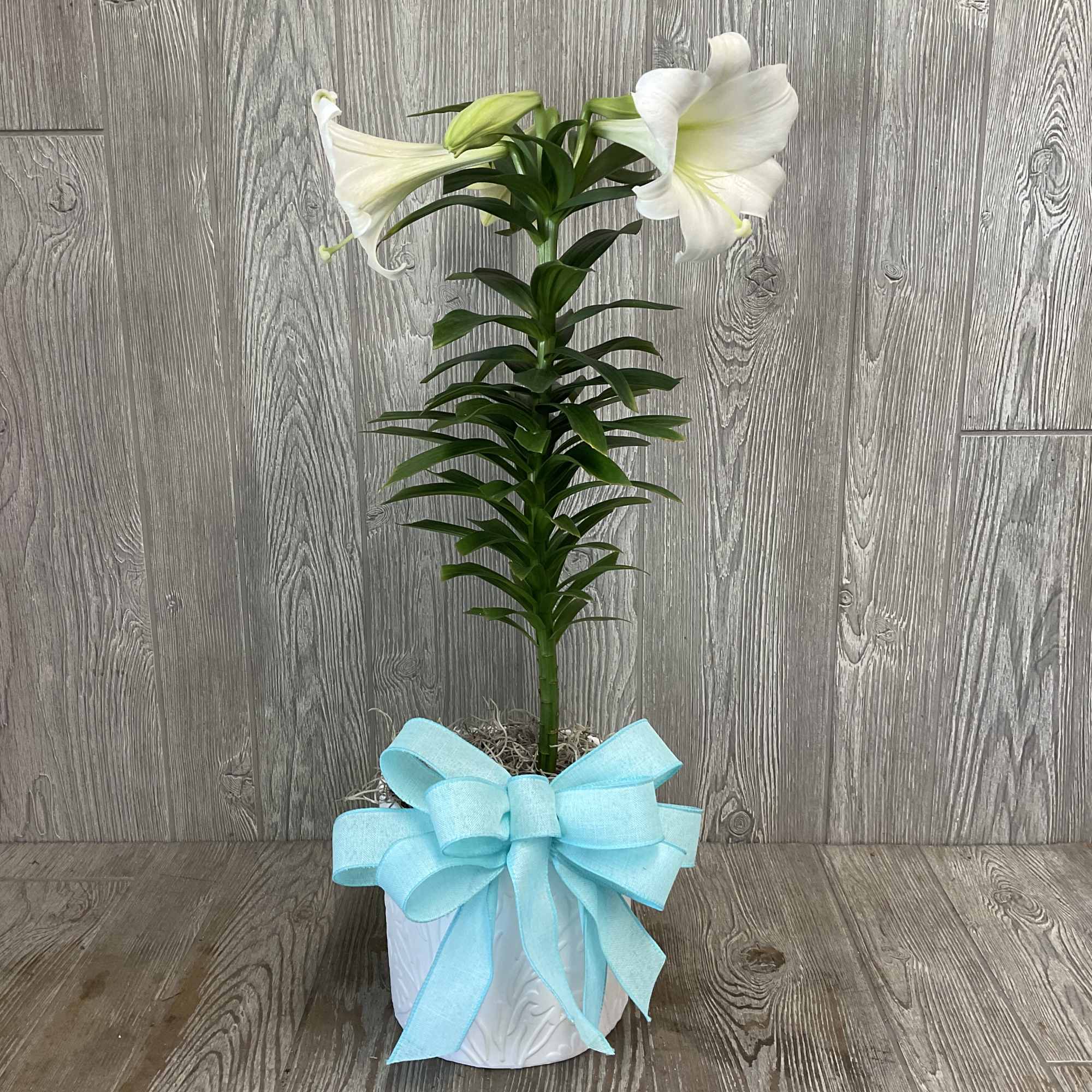 Blooming Easter Lily Plant in decorative container. Containers and bow many vary.