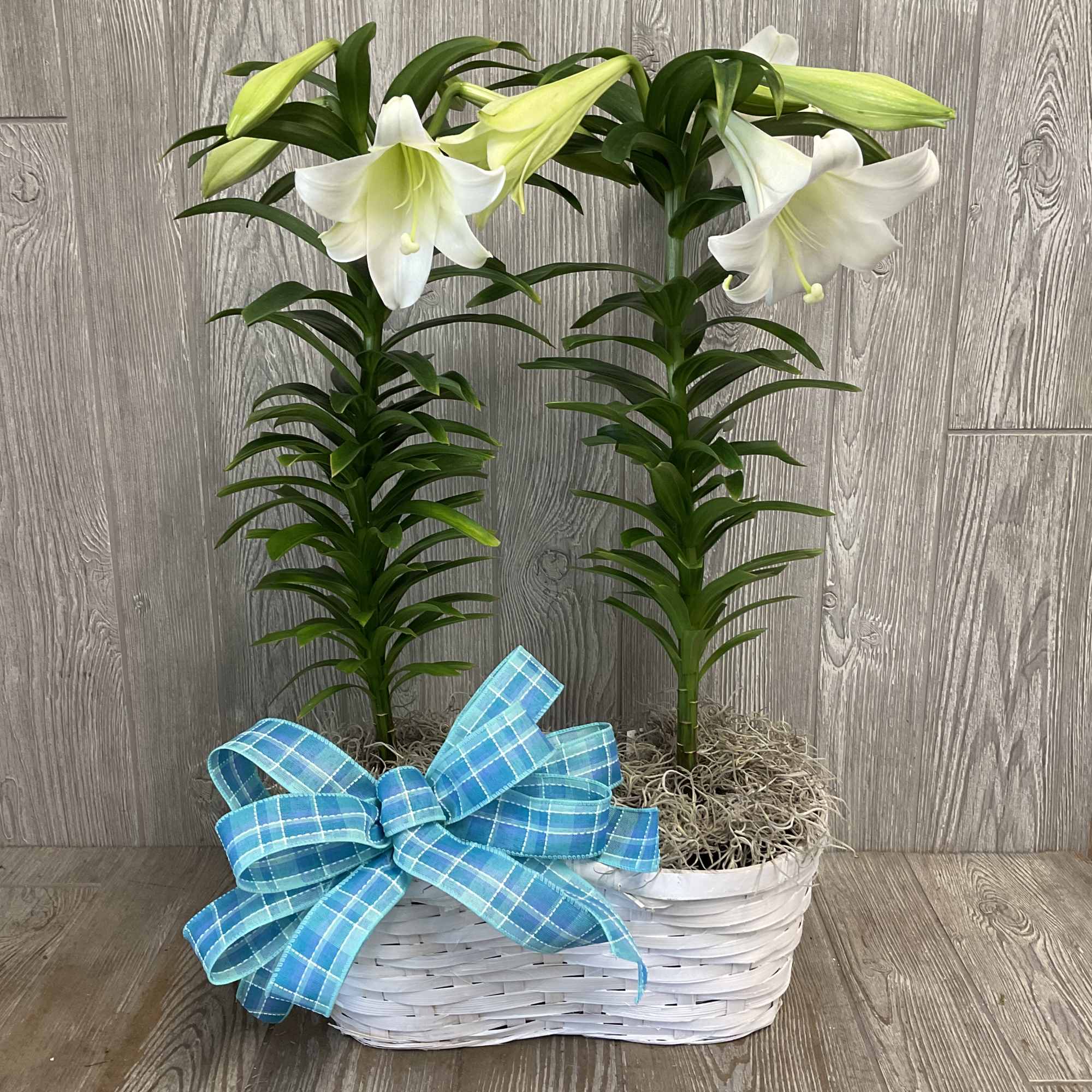Blooming Easter Lily Plant in decorative container. Containers and bow many vary.