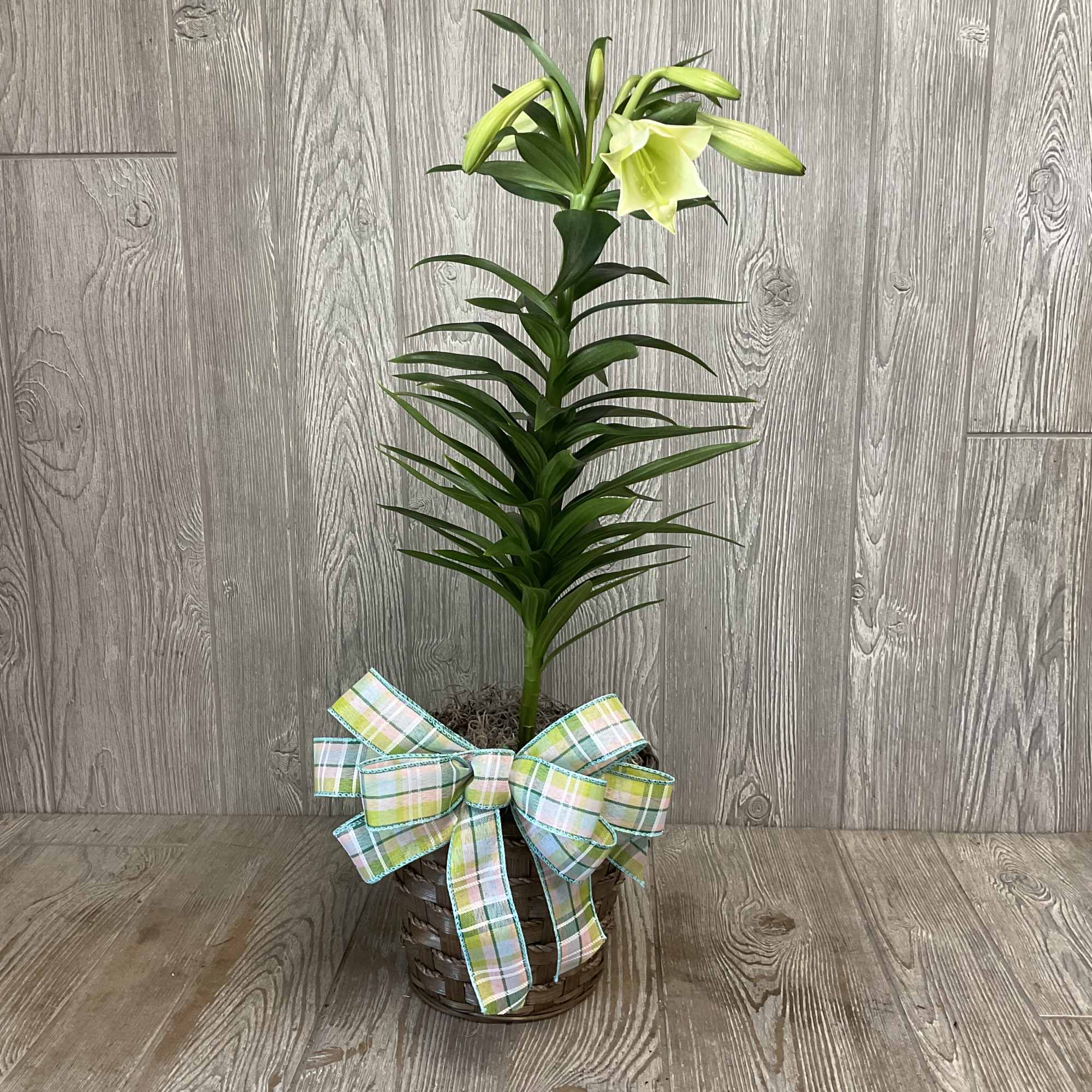 Blooming Easter Lily Plant in decorative container. Containers and bow many vary.