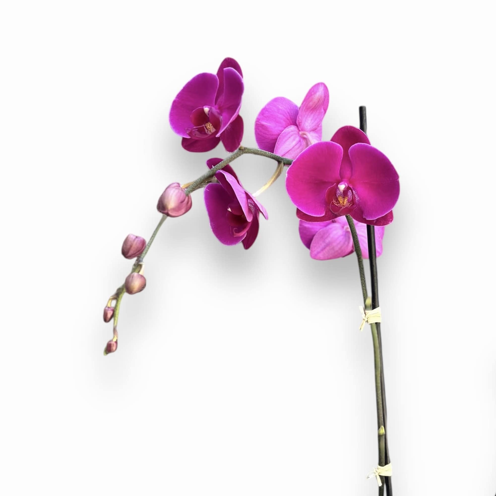 PHALAENOPSIS ORCHID WITH FUCHSIA BLOOMS
Delicate and exotic. Our tropical Phalaenopsis orchid plant
