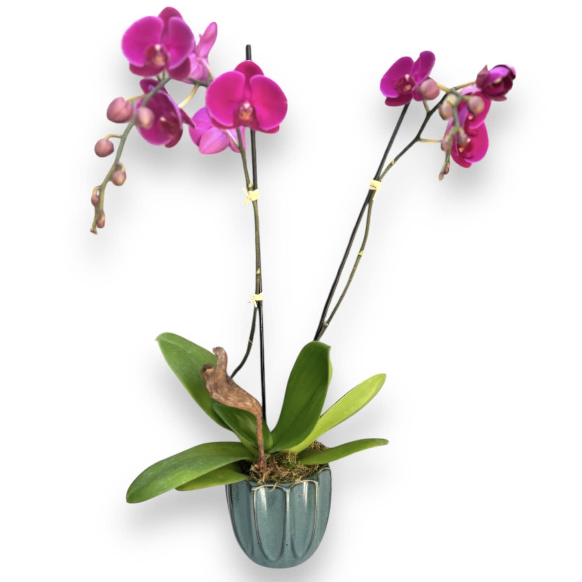 PHALAENOPSIS ORCHID WITH FUCHSIA BLOOMS
Delicate and exotic. Our tropical Phalaenopsis orchid plant
