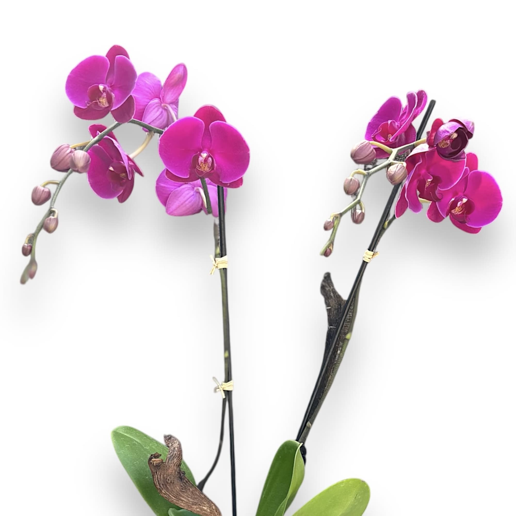 PHALAENOPSIS ORCHID WITH FUCHSIA BLOOMS
Delicate and exotic. Our tropical Phalaenopsis orchid plant