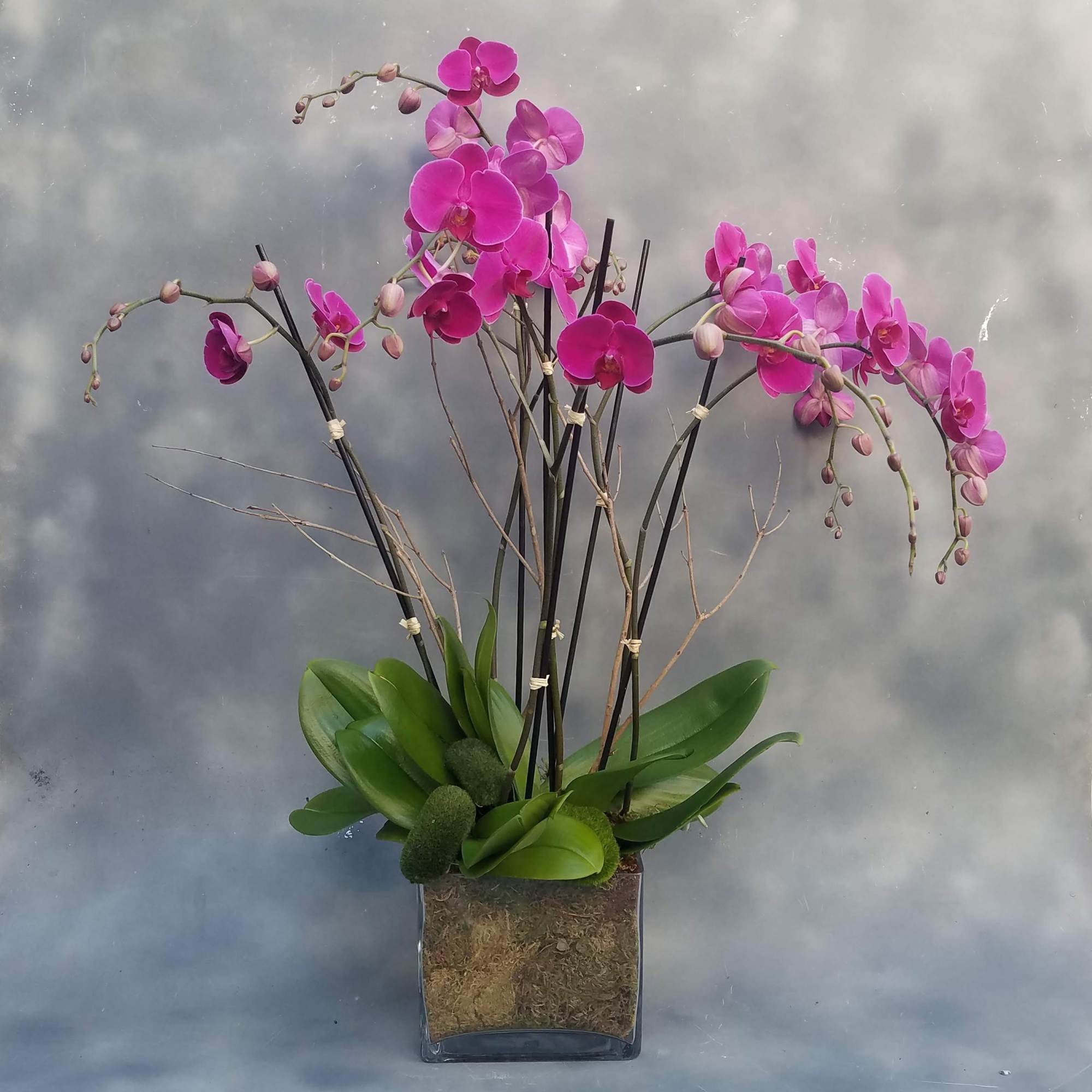 Three beautiful orchids in a decorative glass container. 