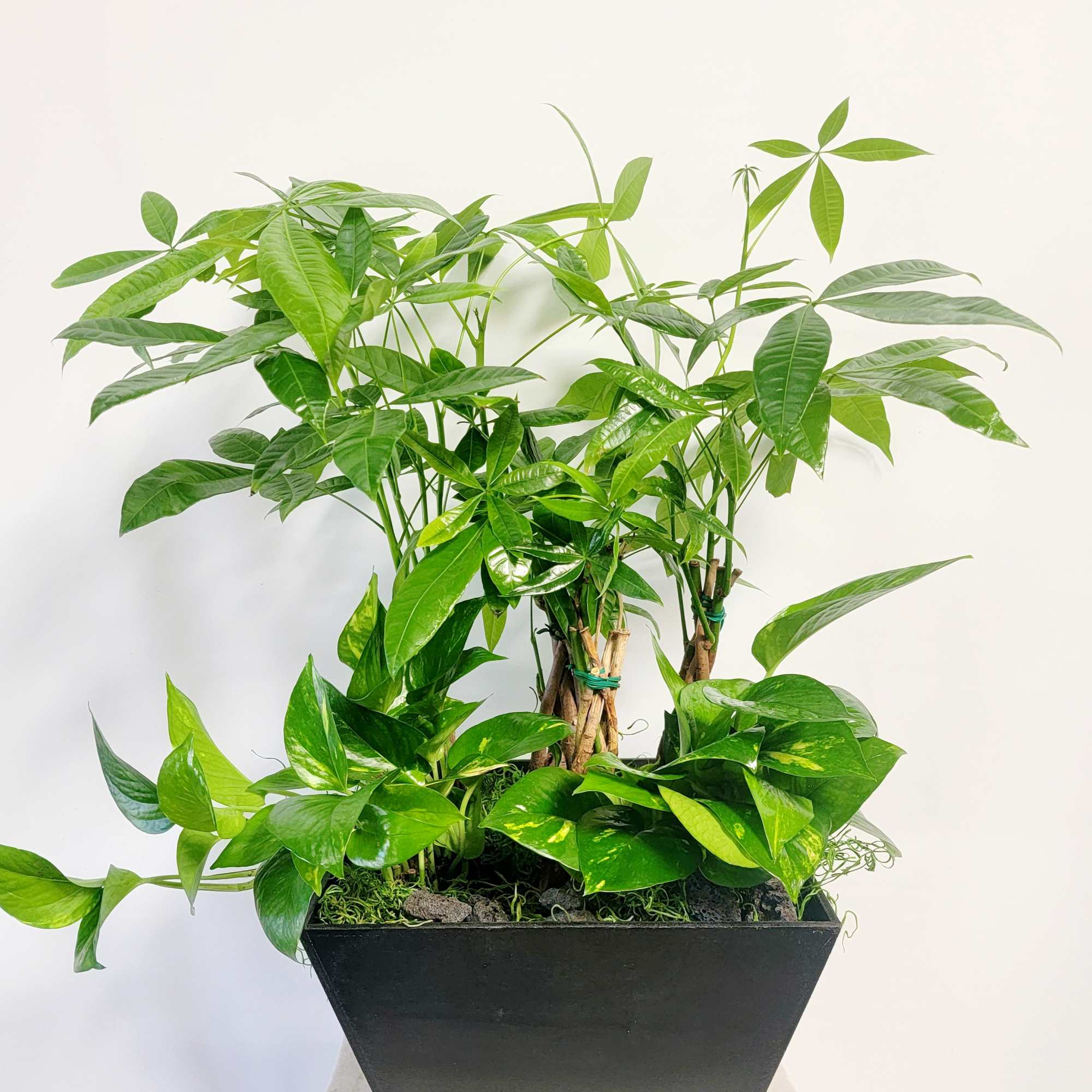 Approximately
12" H x 12" W