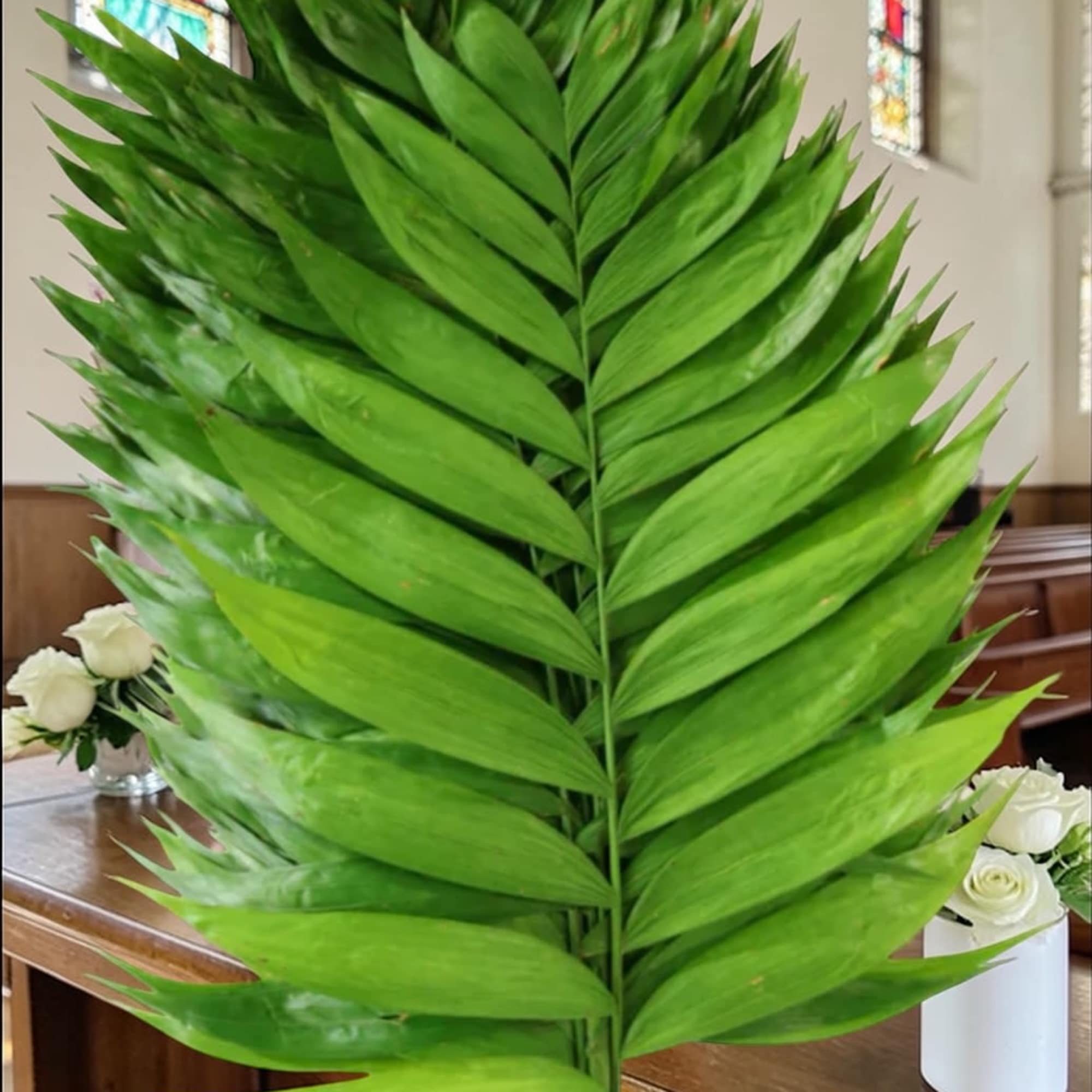 (PRICED PER STEM)
Fresh Palm Sunday branches are a meaningful symbol of faith