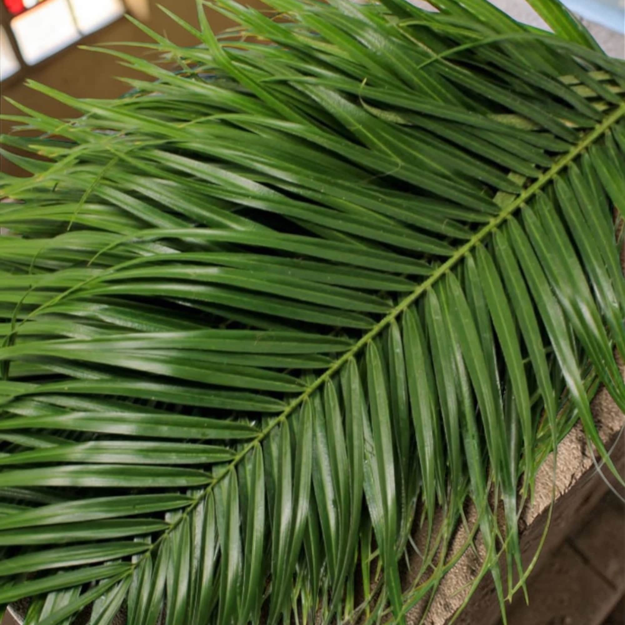 (PRICED PER STEM)
Fresh Palm Sunday branches are a meaningful symbol of faith