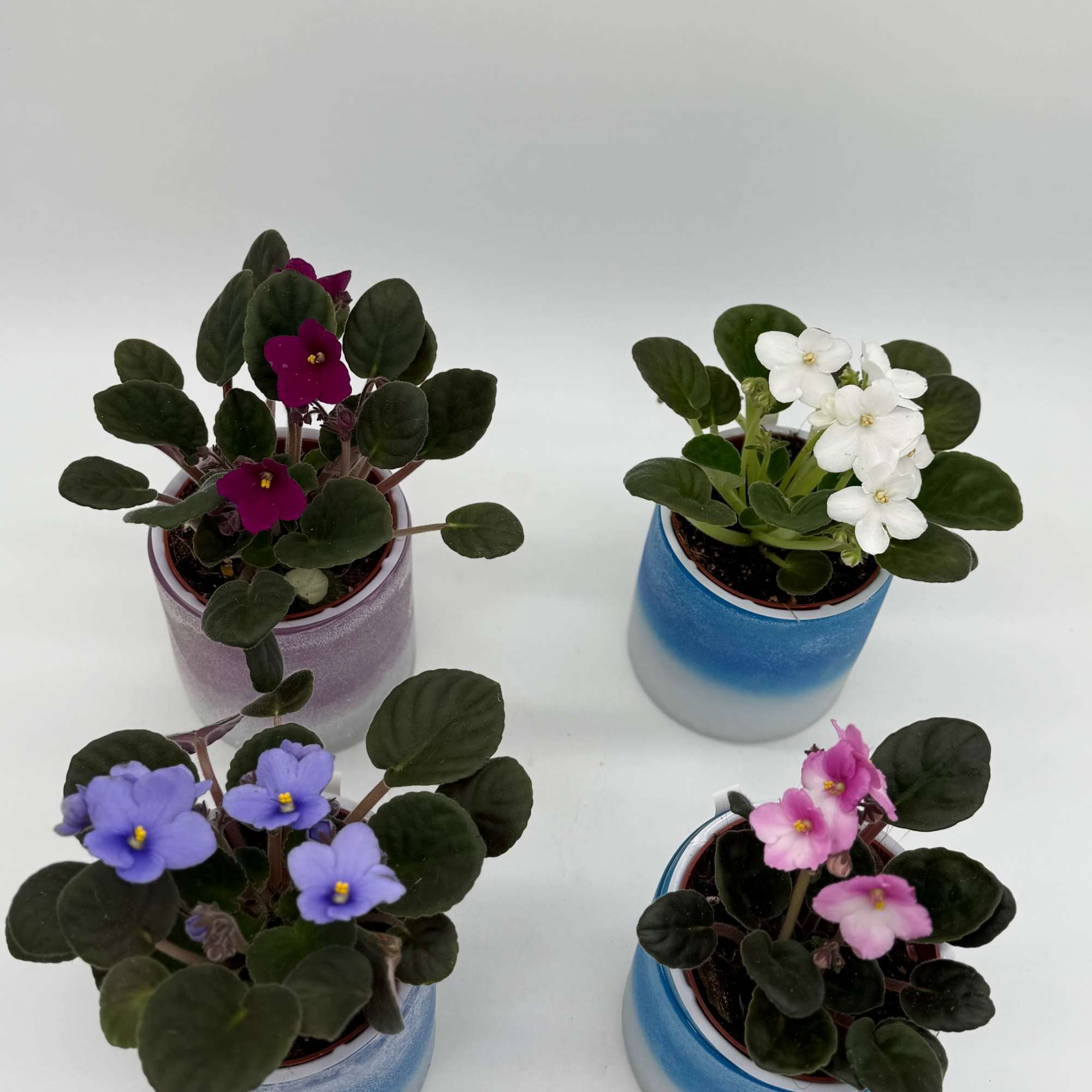 A little plant with a lot of heart.

Delicate, velvety blooms in shades