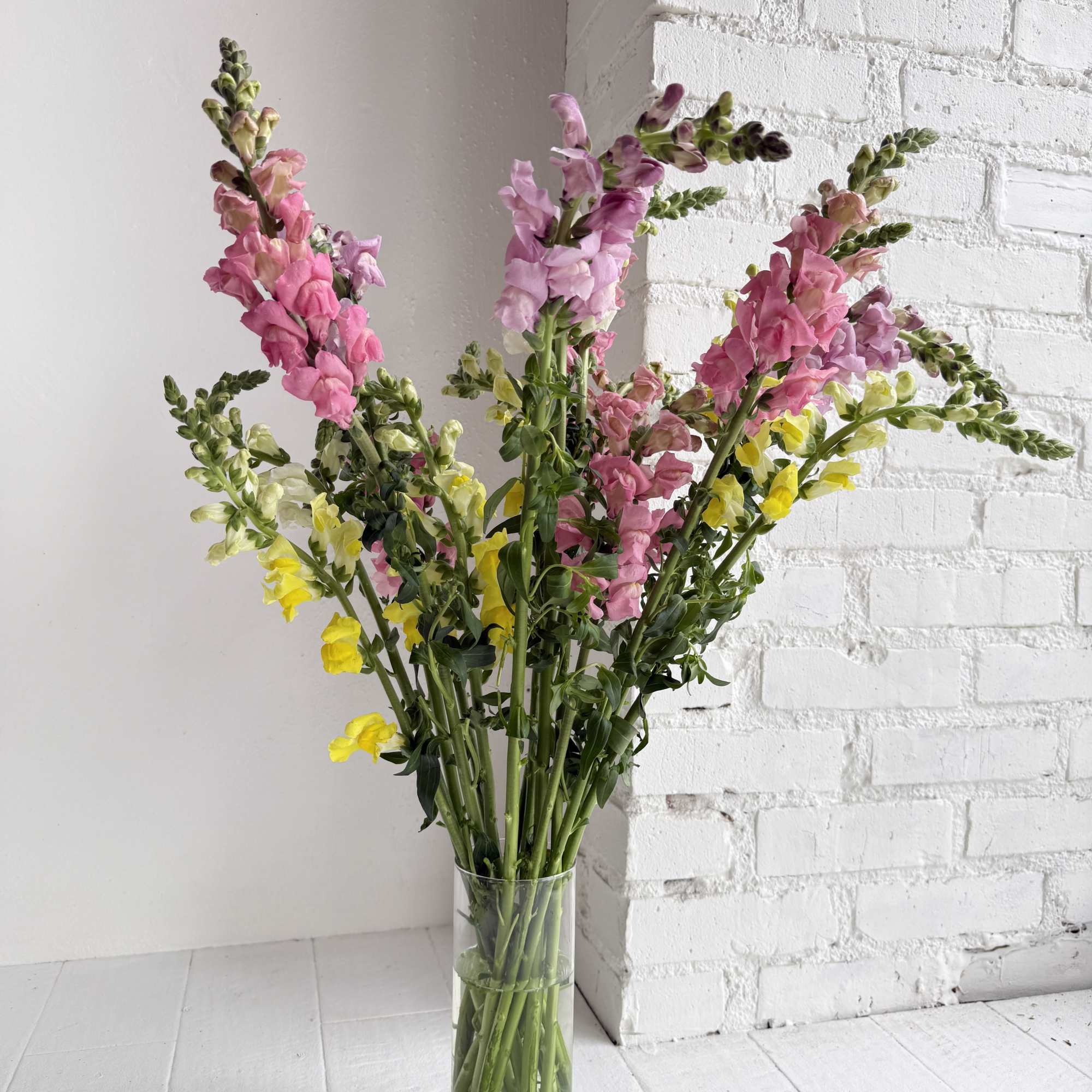 A colorful splash of artfully arranged Snapdragons in a clear glass vase.