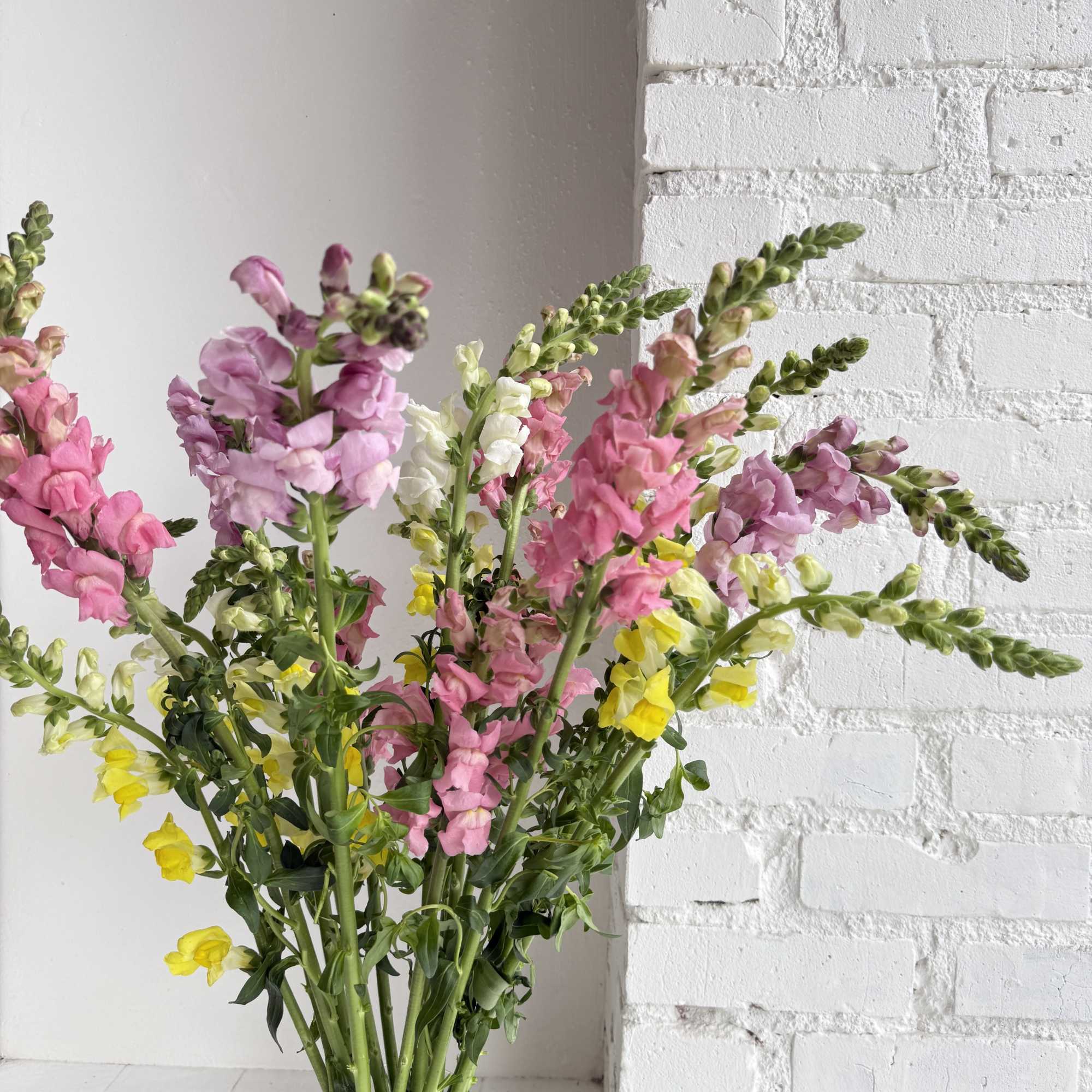 A colorful splash of artfully arranged Snapdragons in a clear glass vase.