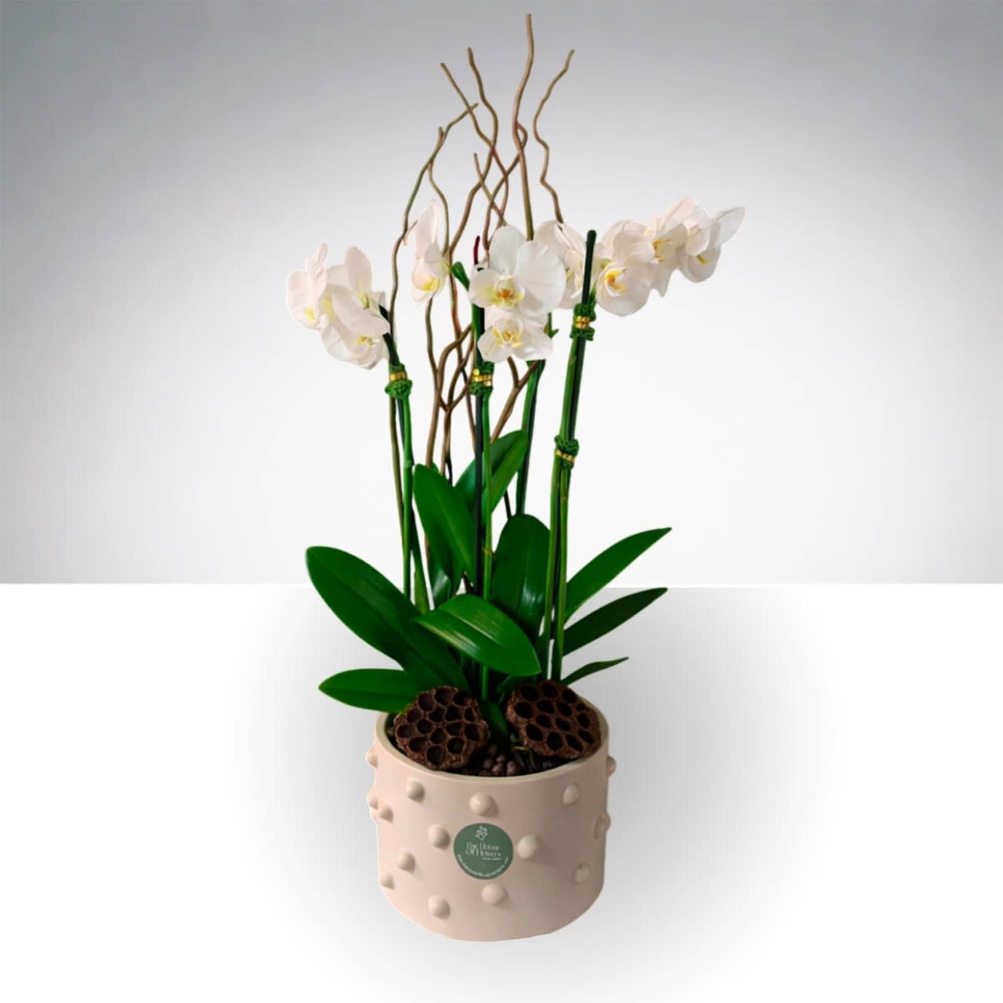 Two stems of  orchids in a silver pot. A gift that
