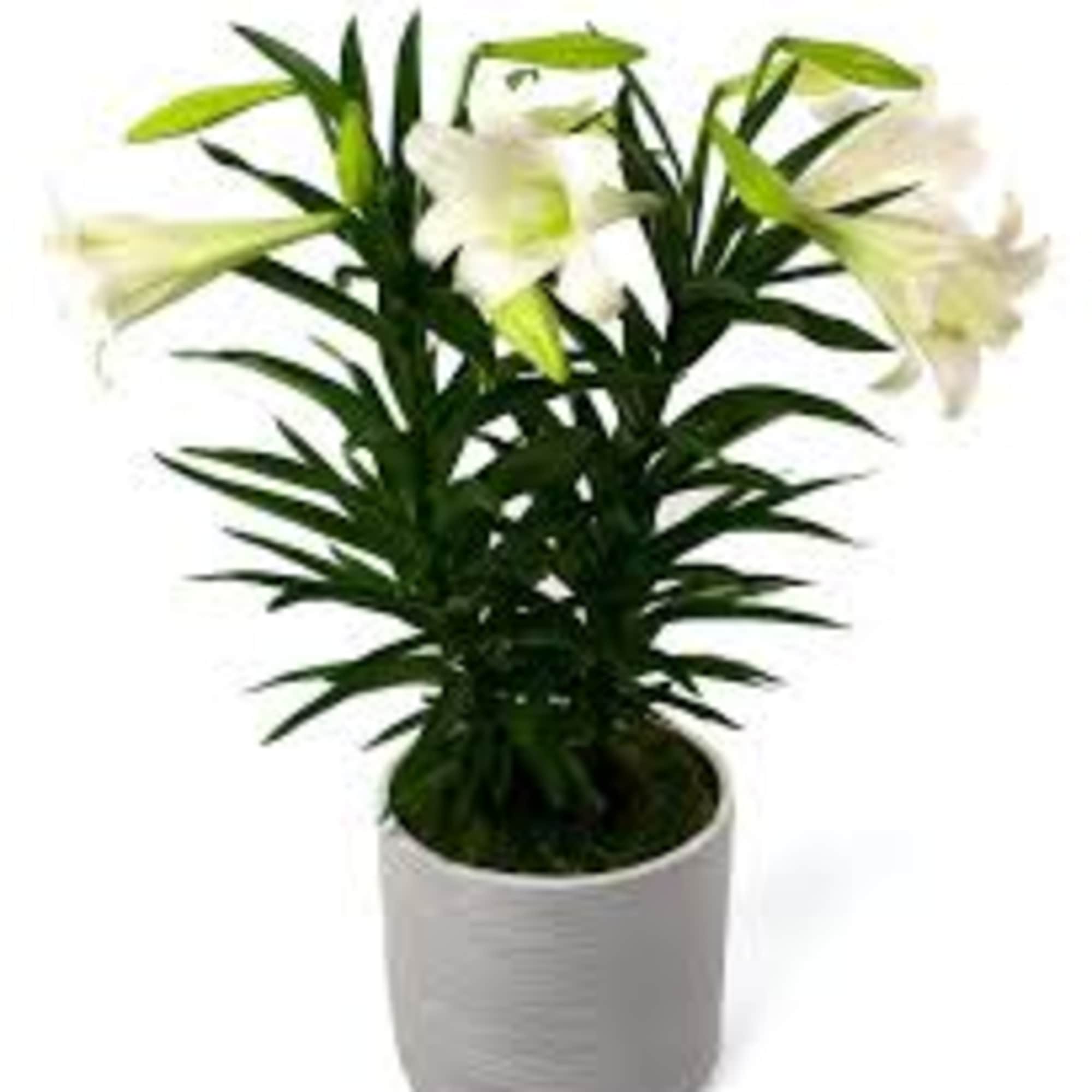 Our DOUBLE STALK EASTER LILY PLANT has a profusion of buds and