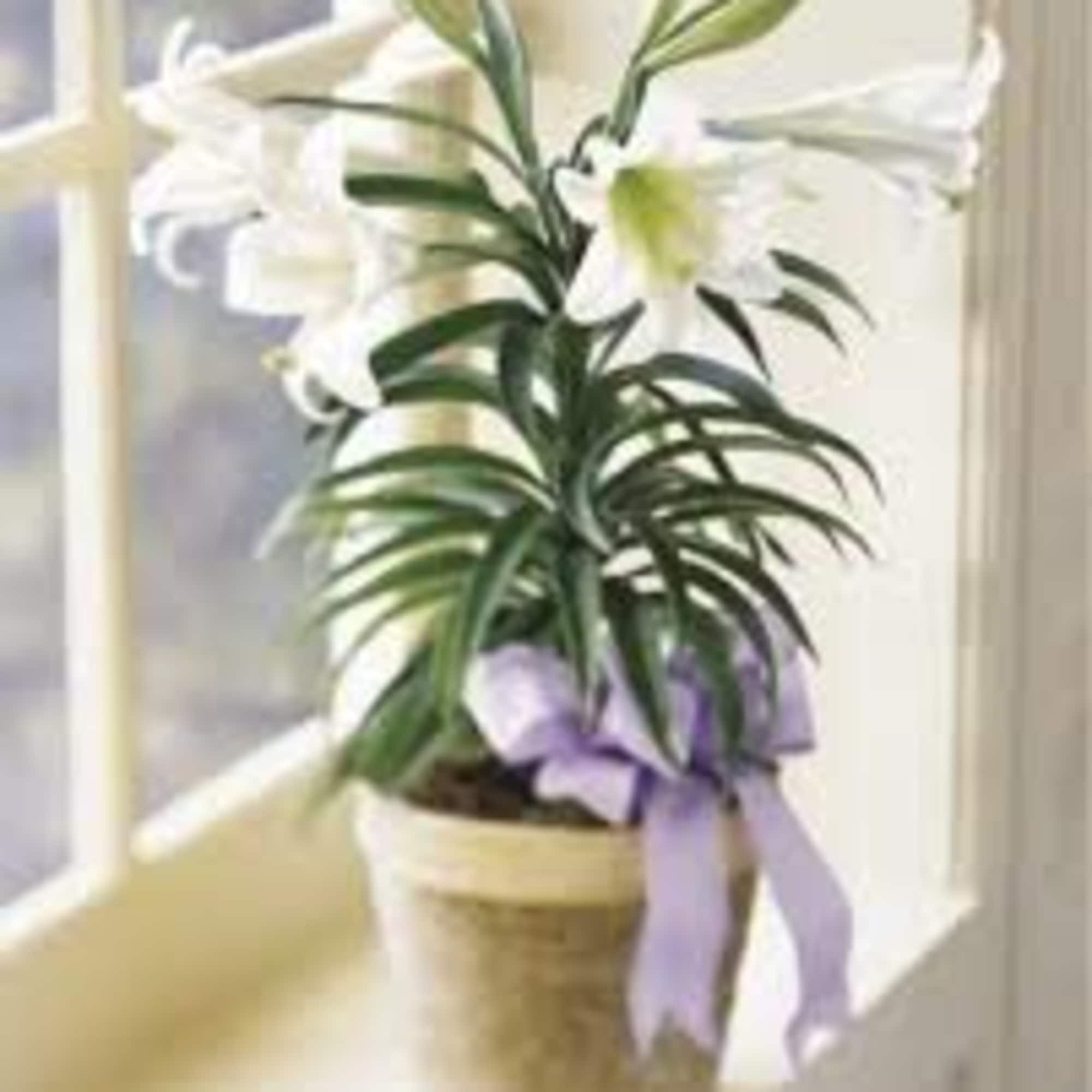 Our EASTER LILLY  PLANT has large white  showy blooms .