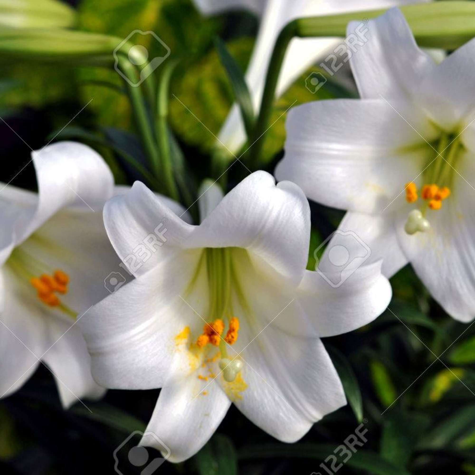 Our EASTER LILLY  PLANT has large white  showy blooms .