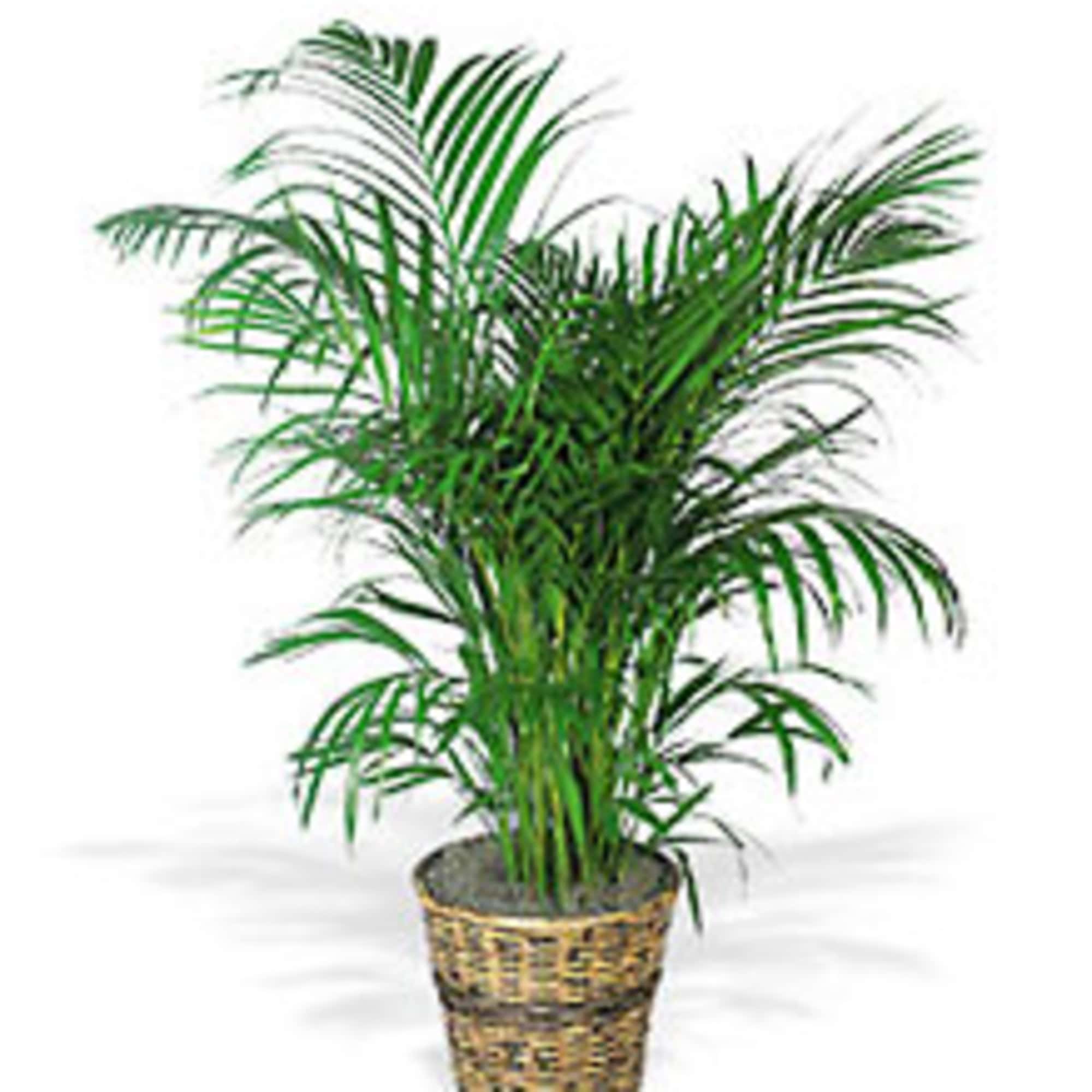 Palm Plants are popular indoor houseplant that enchants everyone with its glossy