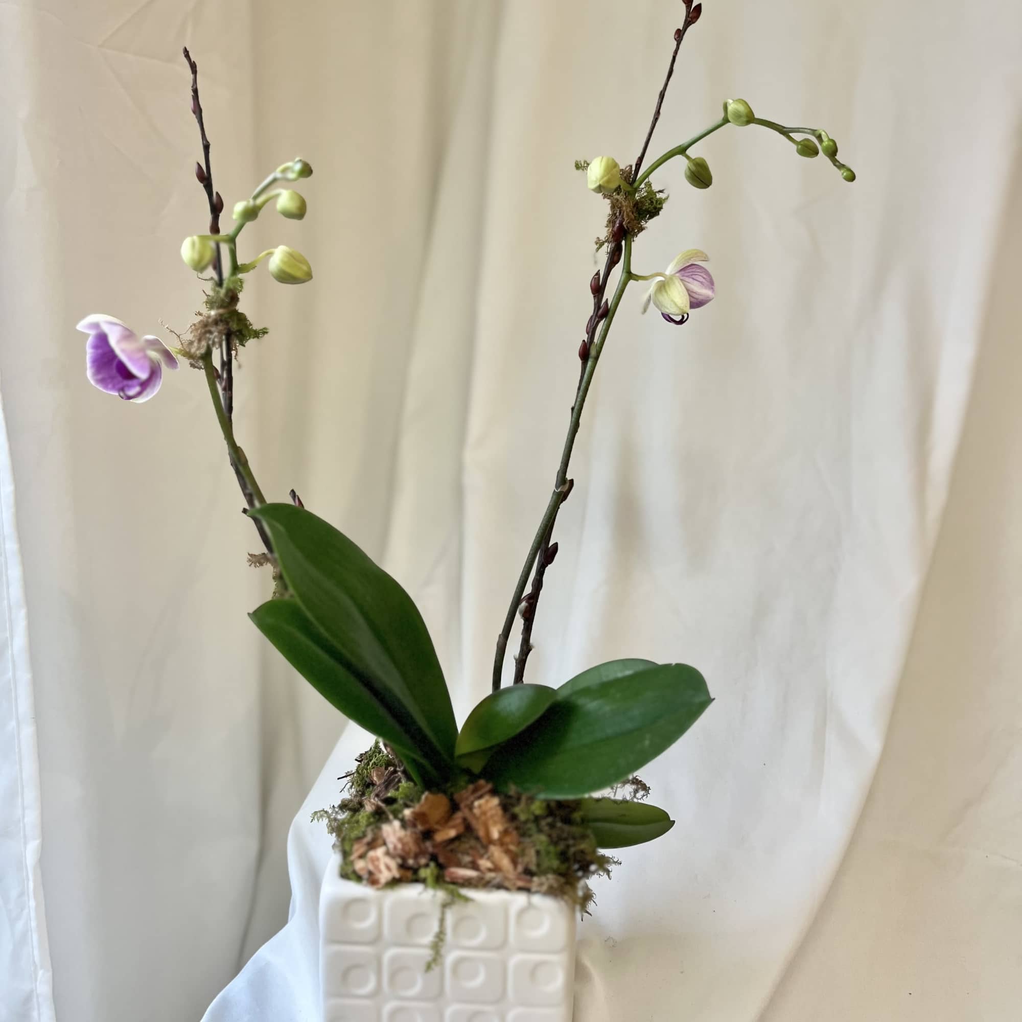 One Phaelaenopsis orchid placed in a beautiful glass, stone, or ceramic container.