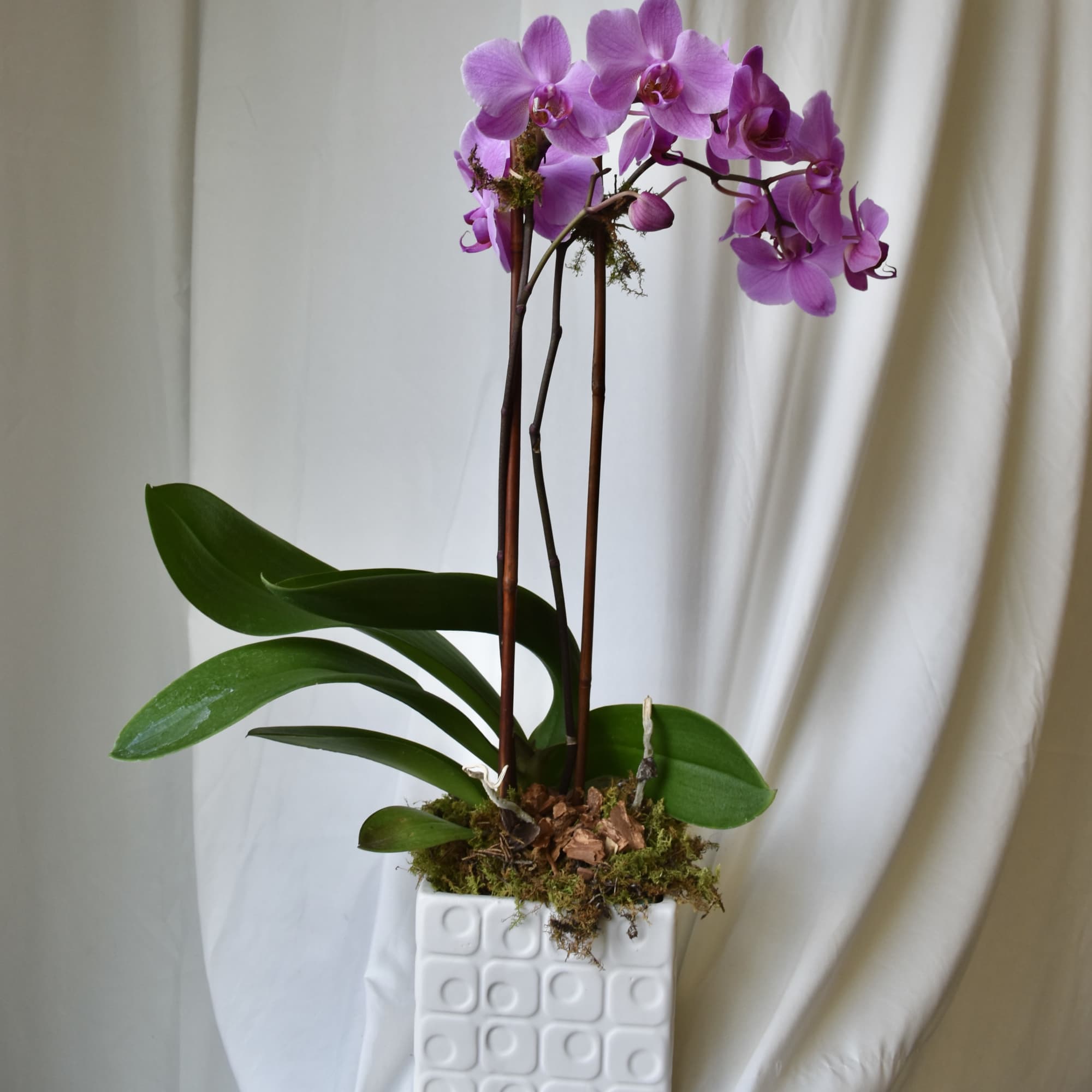 One Phaelaenopsis orchid placed in a beautiful glass, stone, or ceramic container.
