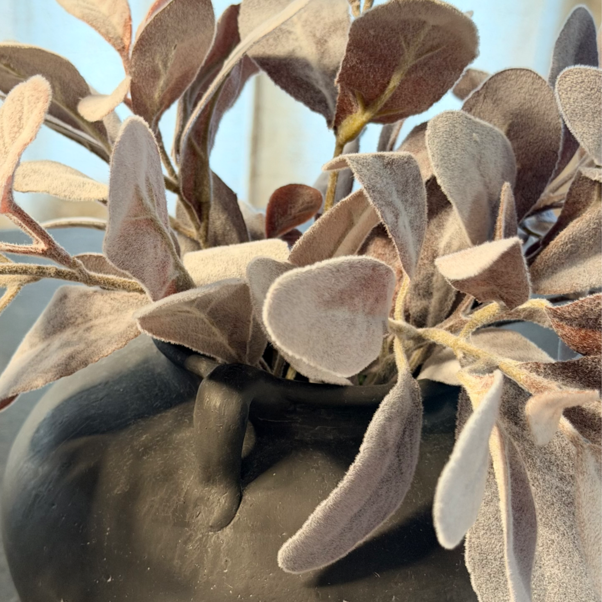 Velvety gray-beige foliage arranged in a matte black ceramic pot.