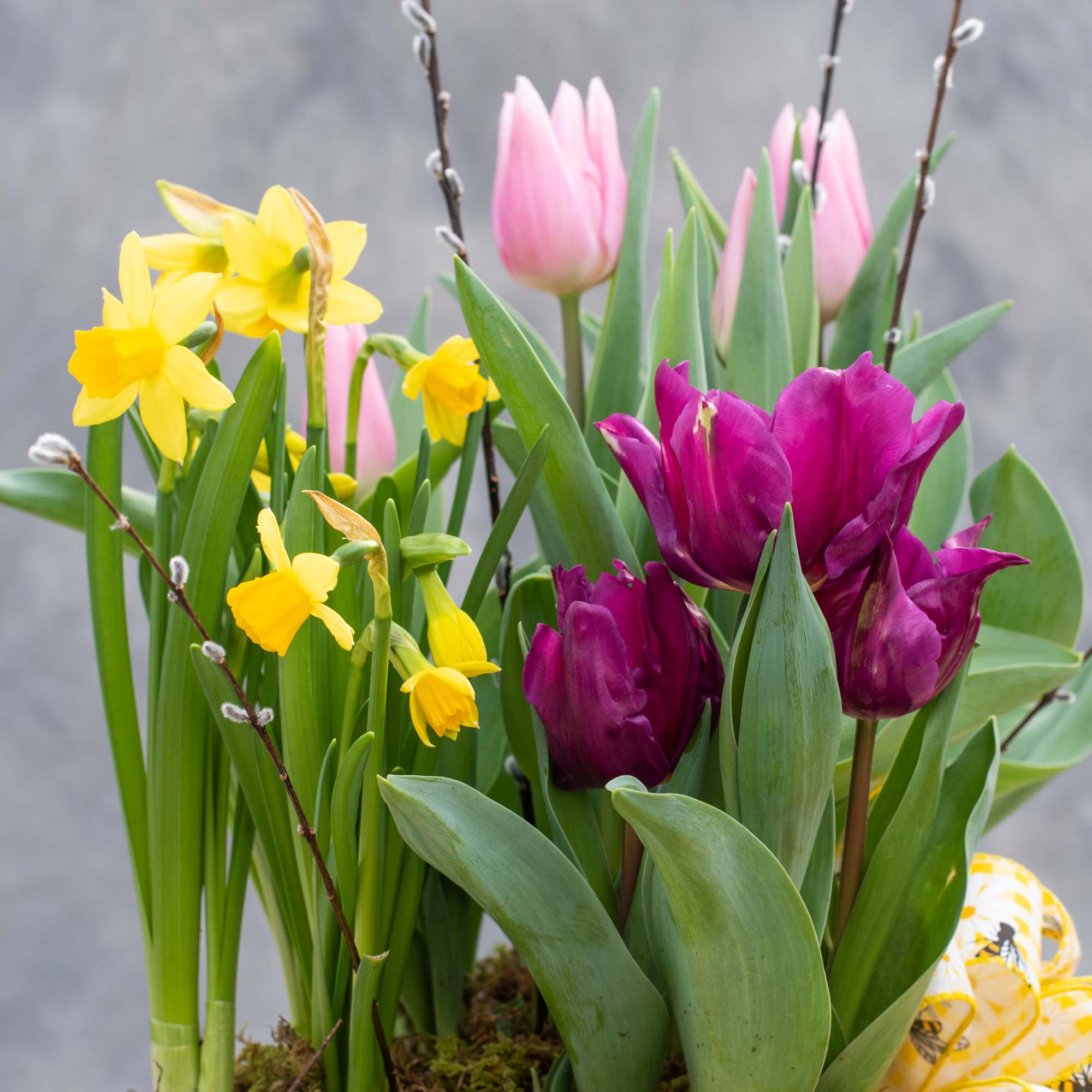 Let our designers fill a 9" ceramic pot with Blooming Spring Bulb