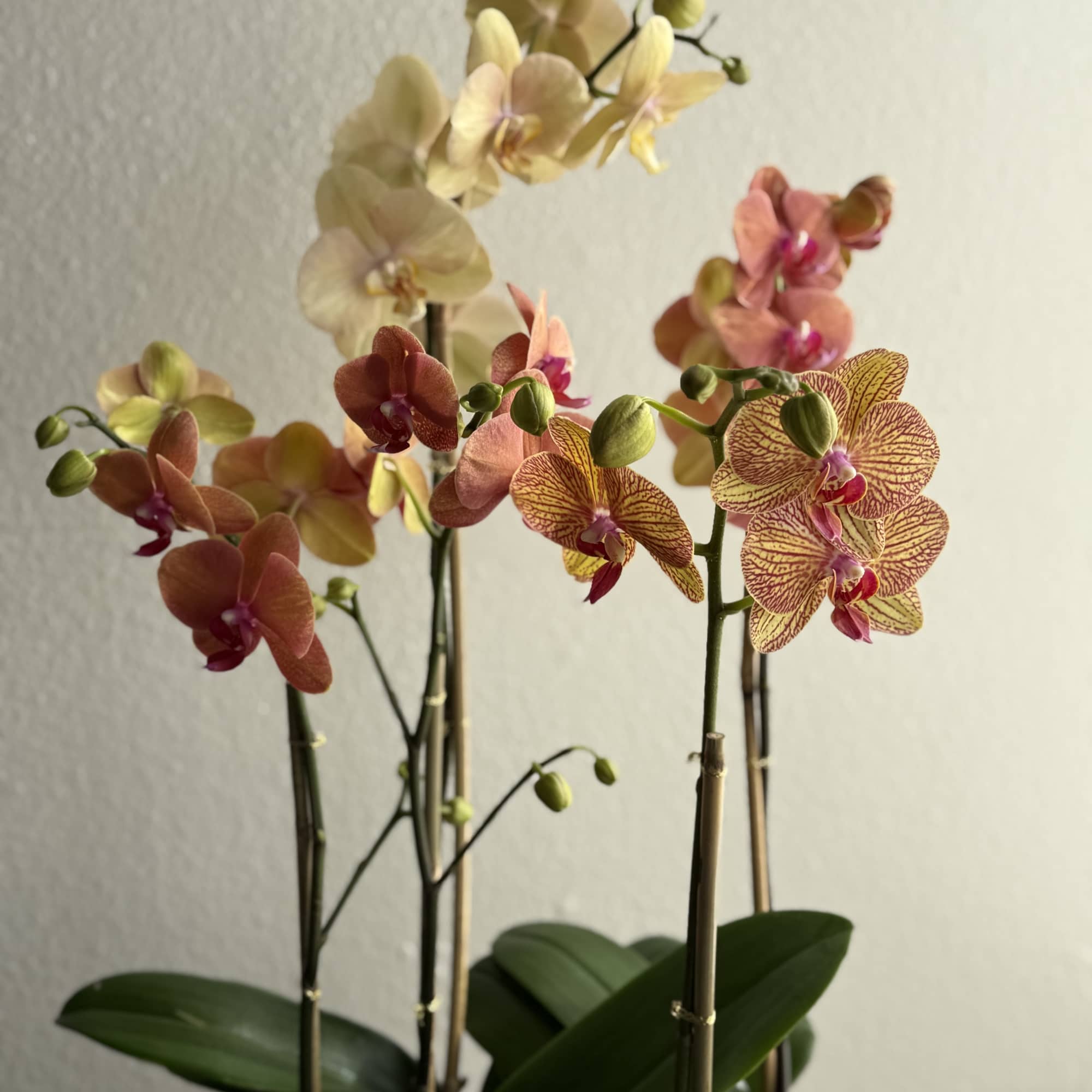 An elegant composition of cascading orchid blooms in warm, luminous tones of