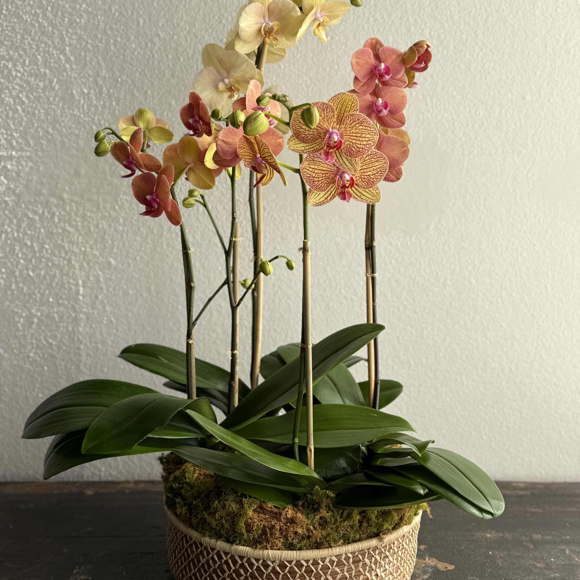 An elegant composition of cascading orchid blooms in warm, luminous tones of