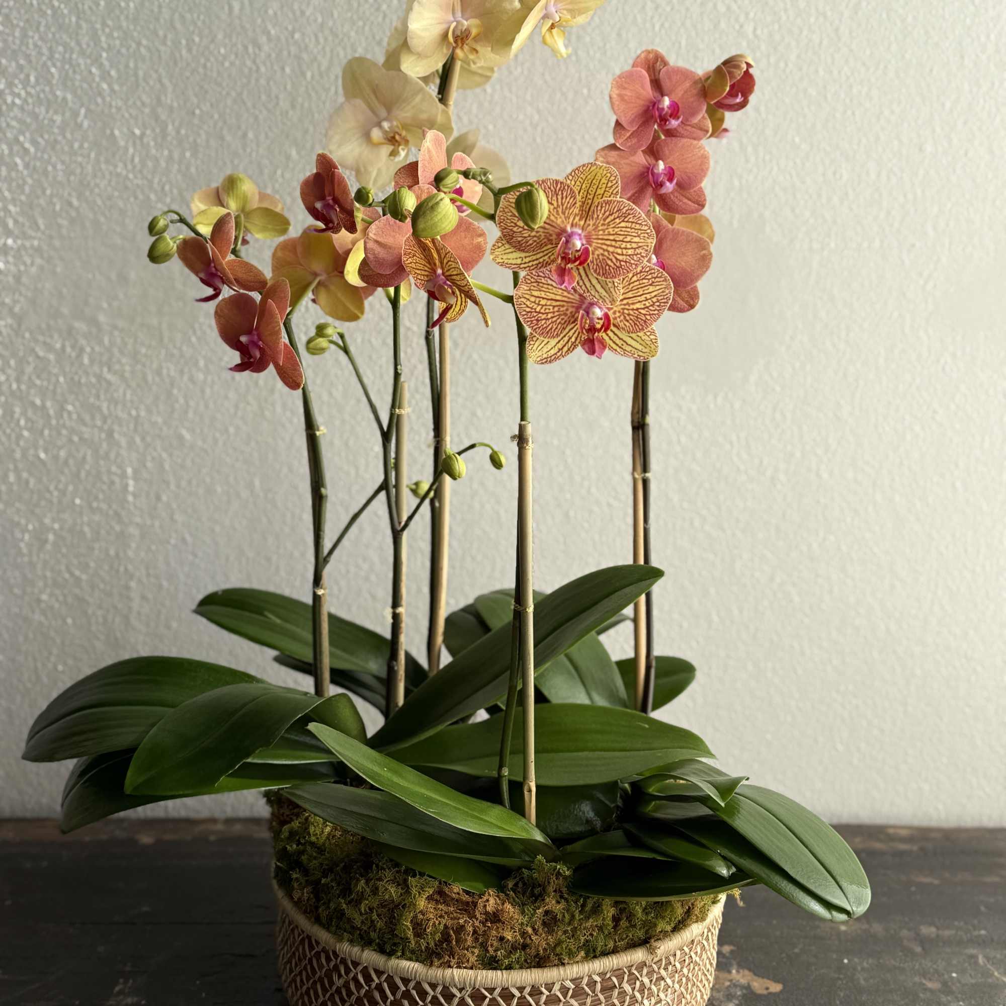 An elegant composition of cascading orchid blooms in warm, luminous tones of