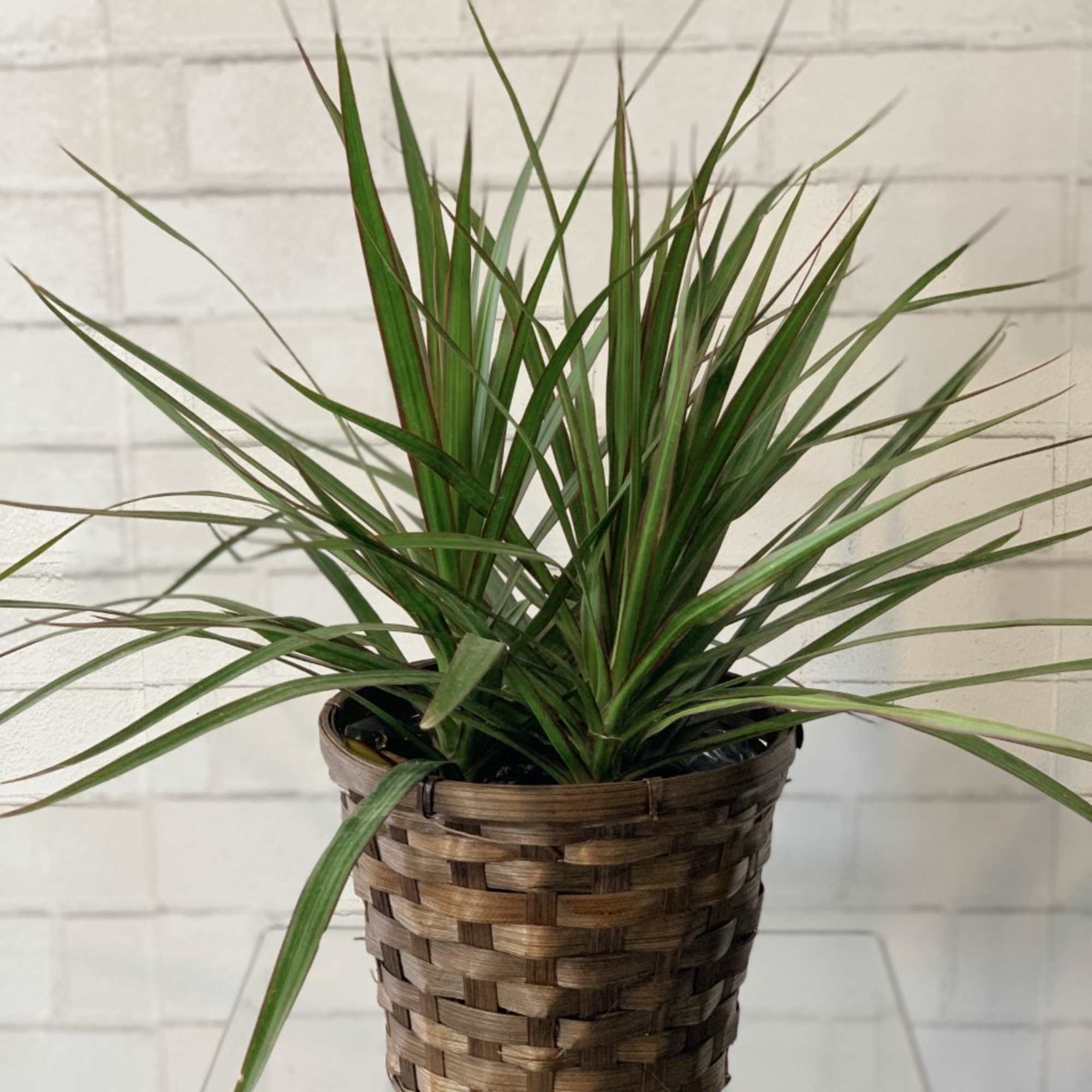 The simple elegance of our Dracaena plant- thick, long stalks as they