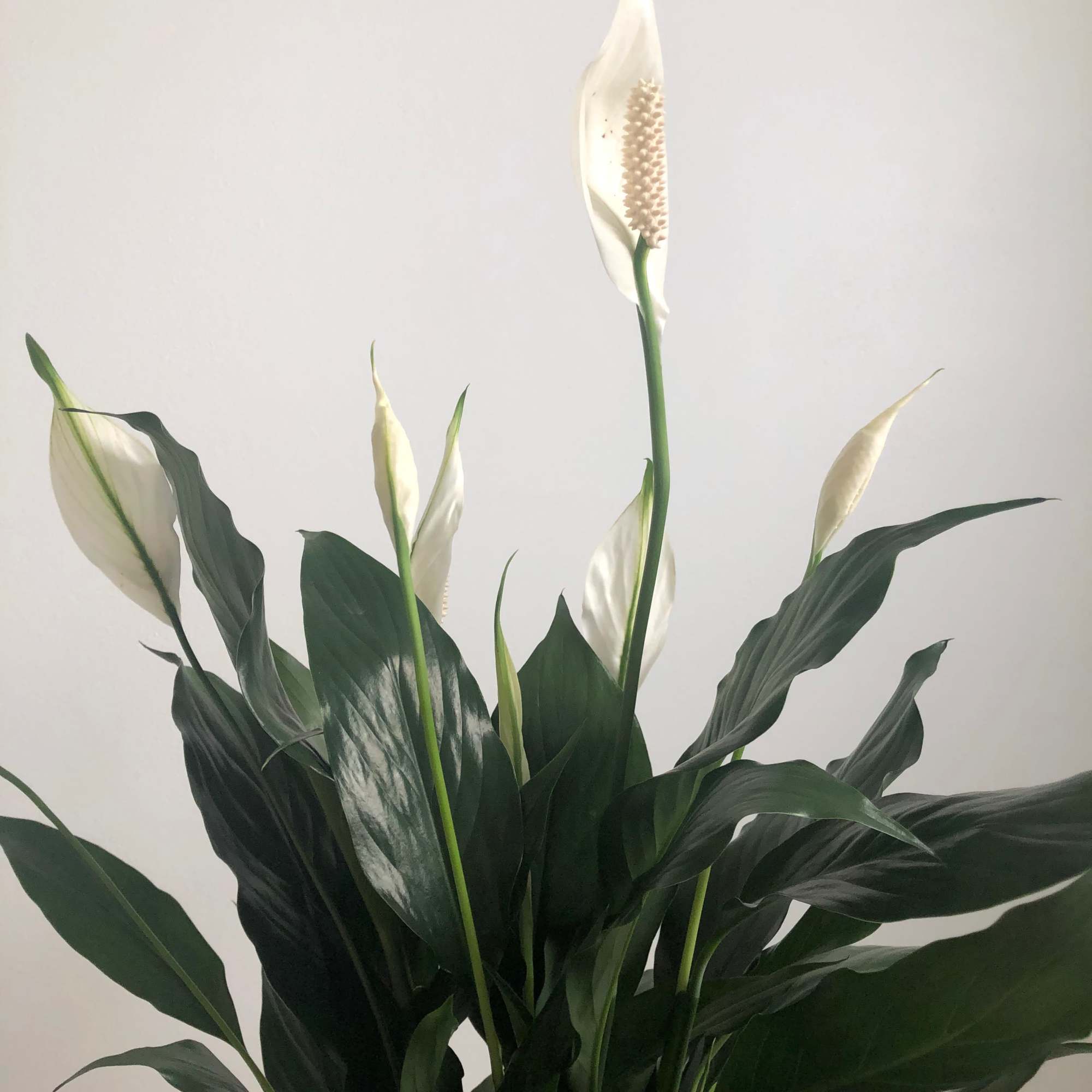 Sending peace and love to you and your loved ones during this