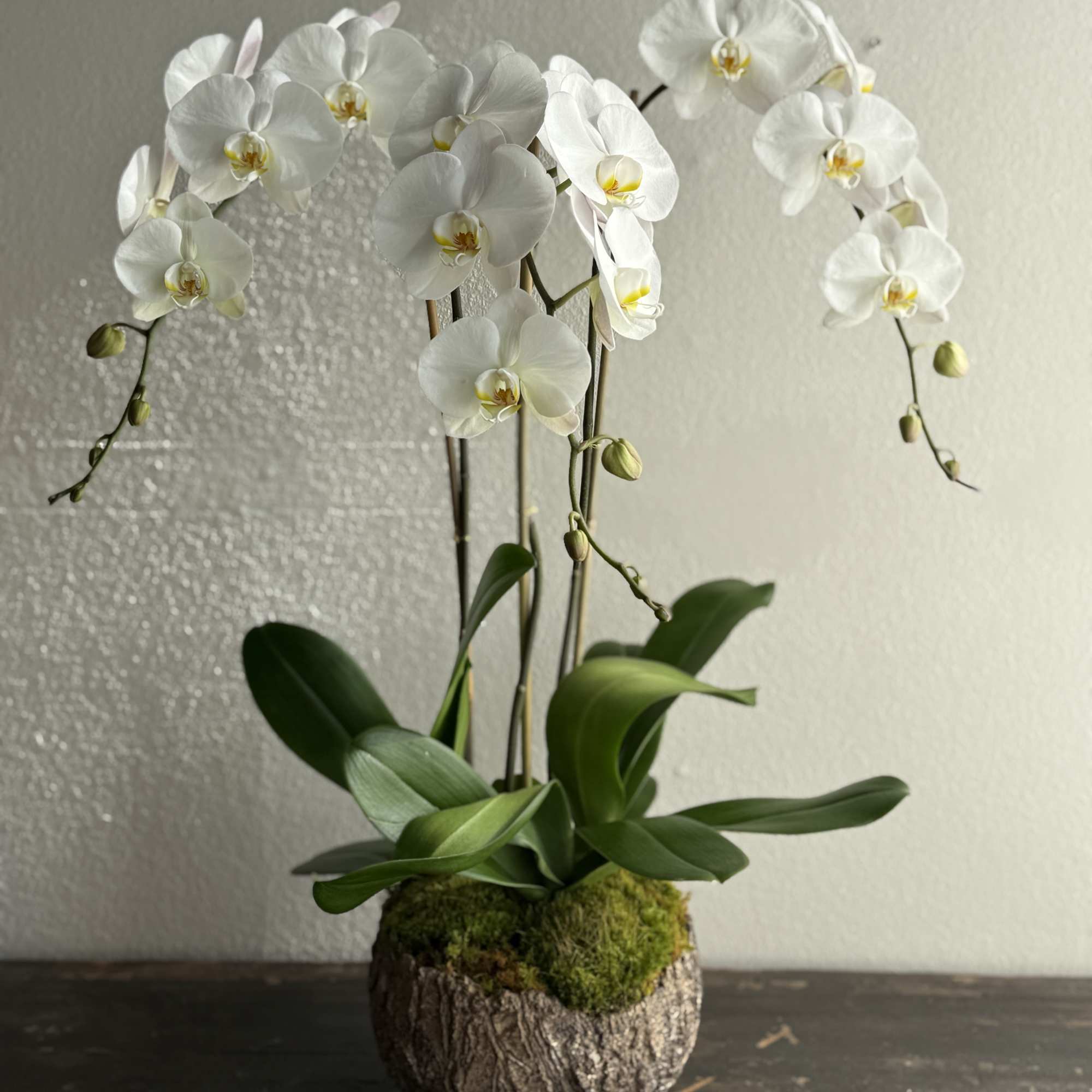 An arrangement of pristine white orchids, showcasing elegant blooms with smooth, velvety