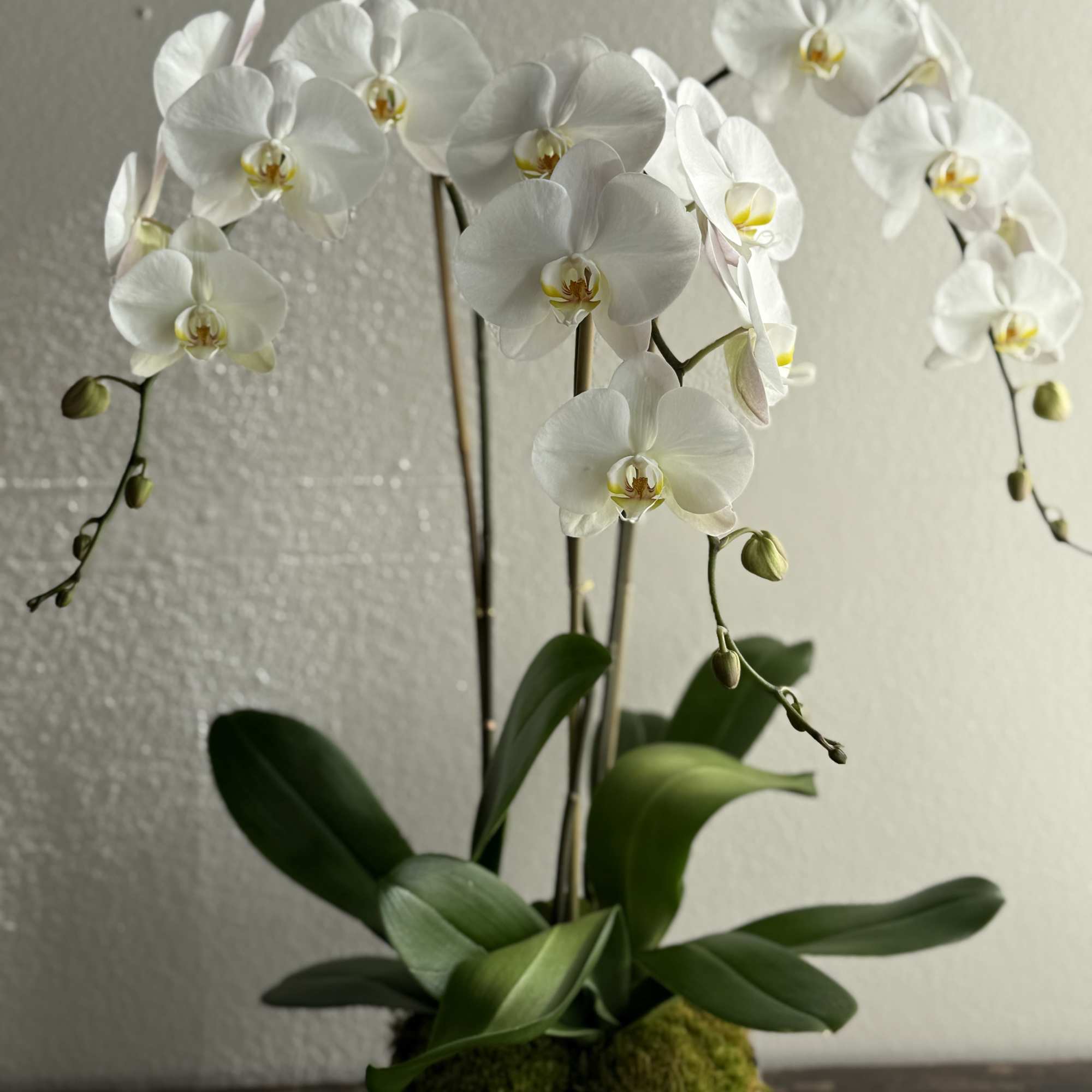 An arrangement of pristine white orchids, showcasing elegant blooms with smooth, velvety