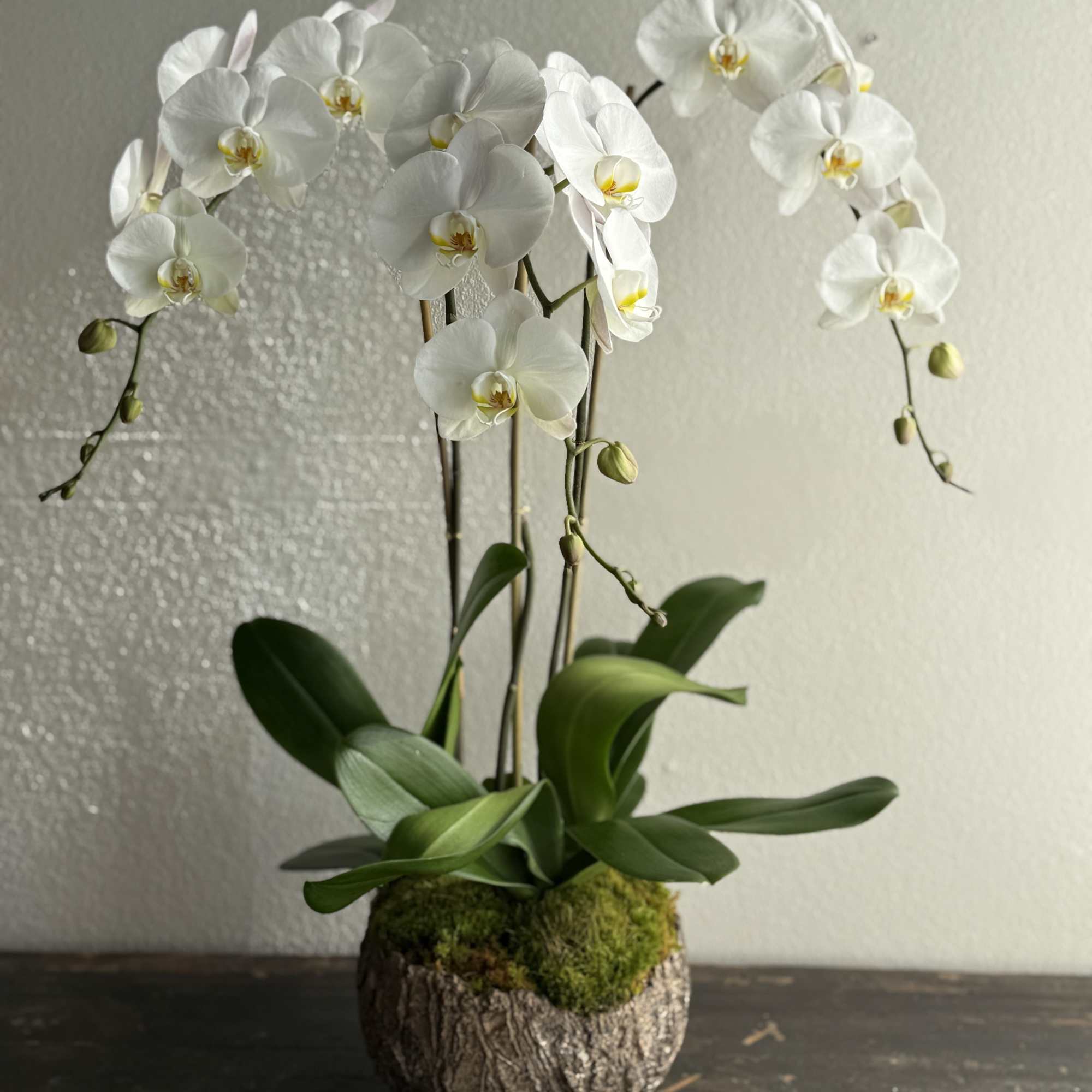 An arrangement of pristine white orchids, showcasing elegant blooms with smooth, velvety