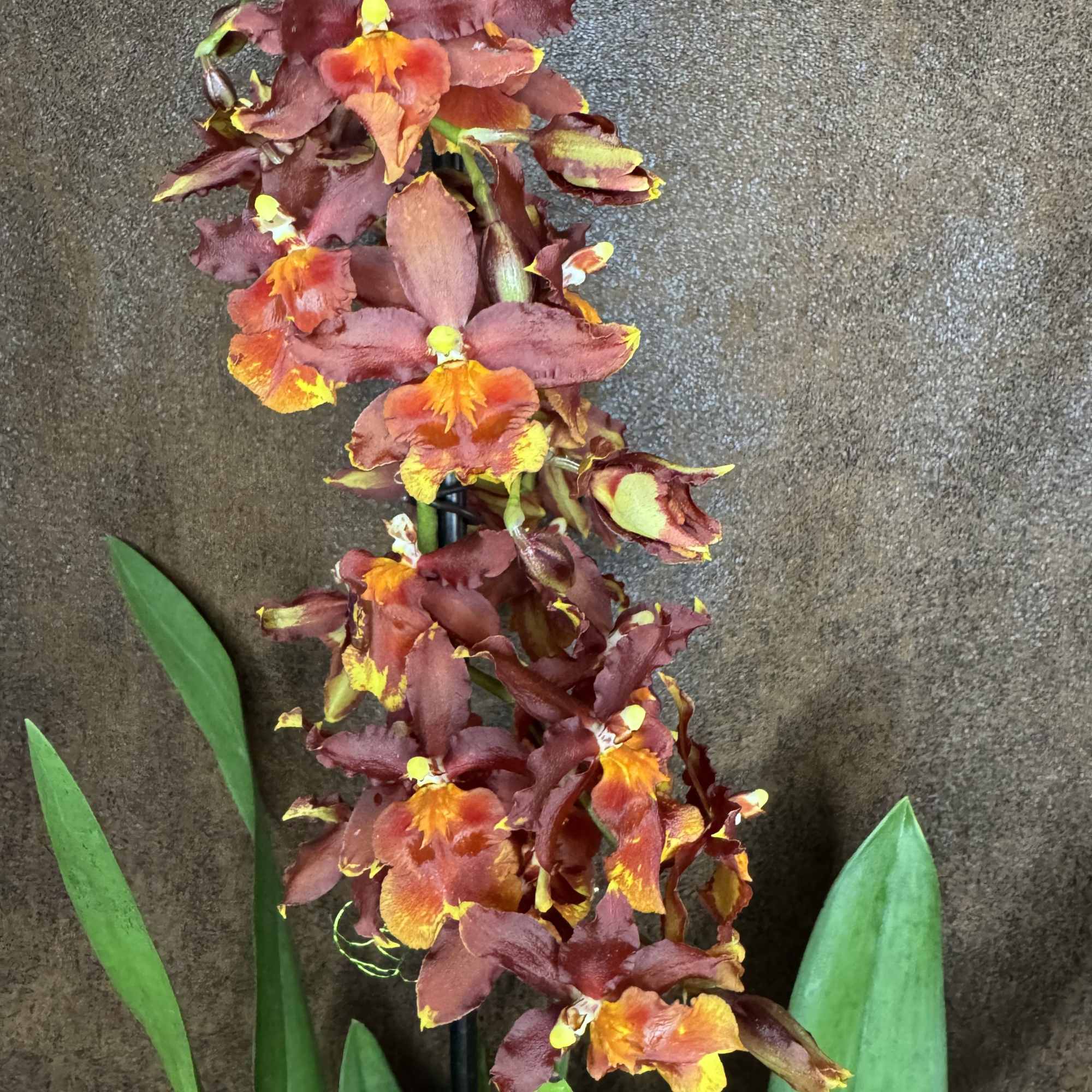 This gorgeous blooming orchid plant is an easy keeper that will bring