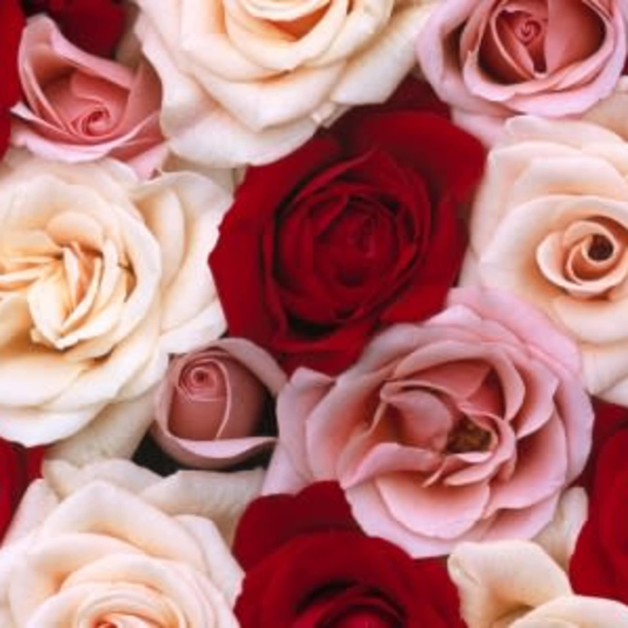 The ultimate charm is a stunning three dozen rose arrangement of light