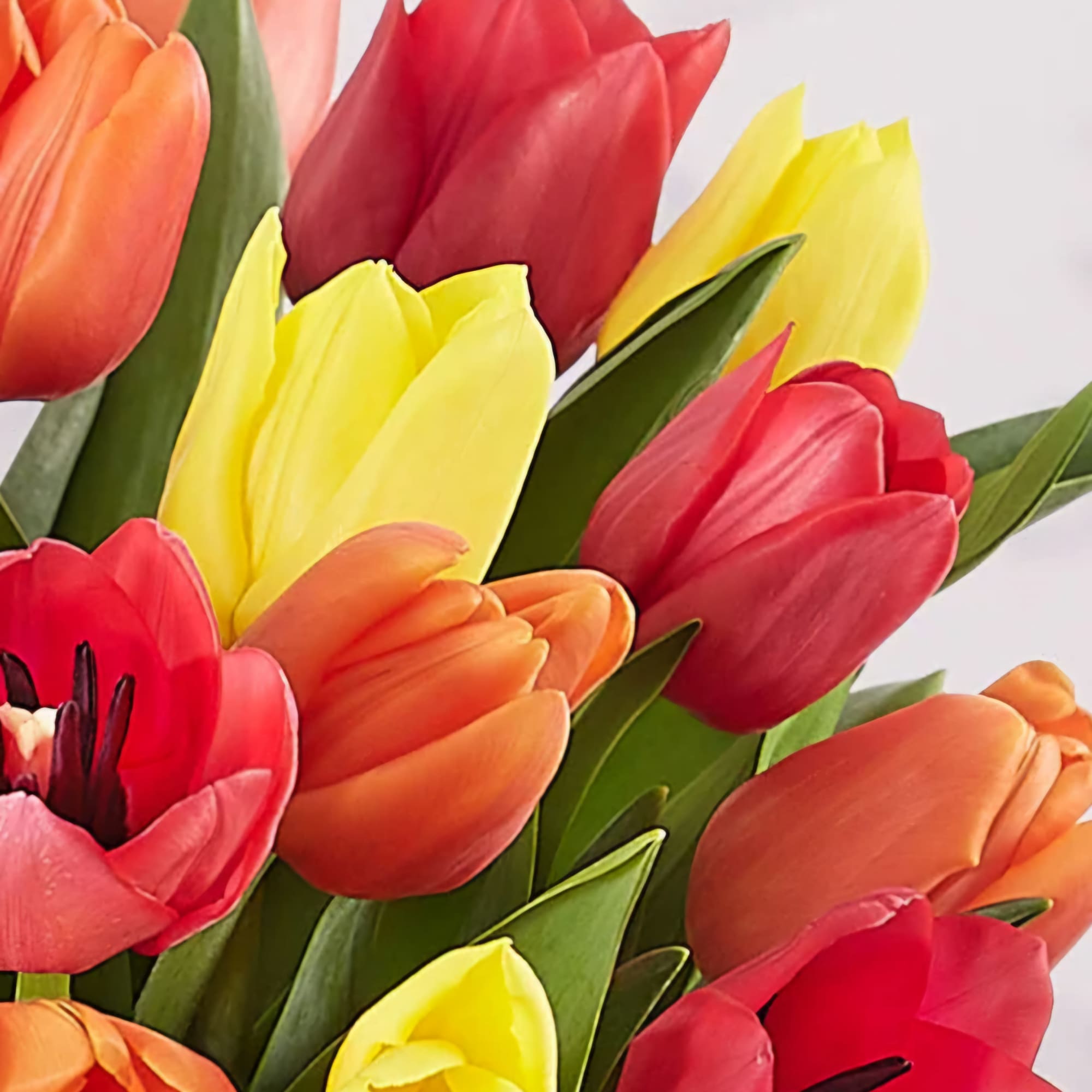 A stunning blend of vibrant tulips and white hydrangeas, elegantly presented in