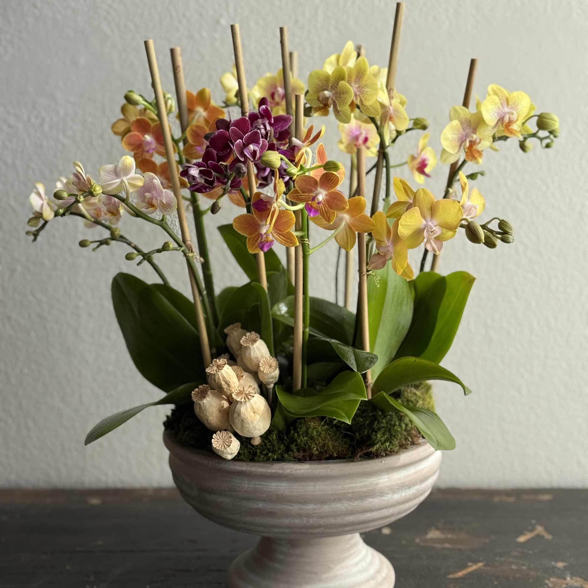 This lush composition features an array of Phalaenopsis orchids in rich shades