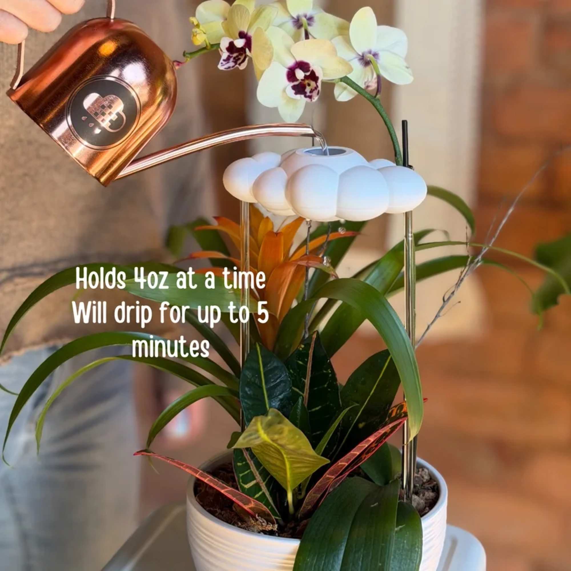 Plant not included 
Dripping Rain Cloud provides a gentle rain shower for