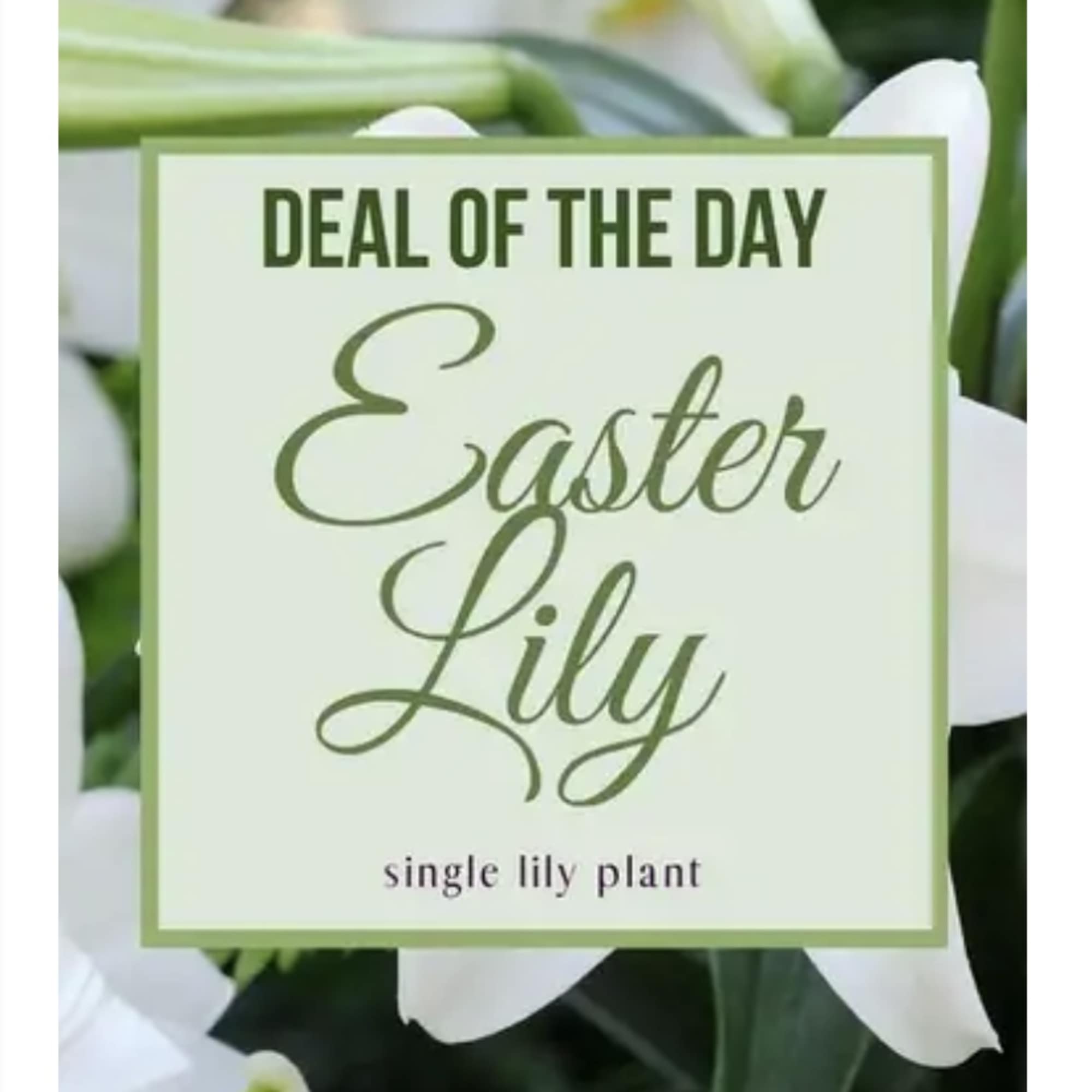 Graceful, fragrant, and full of meaning, the Easter Lily Plant is a