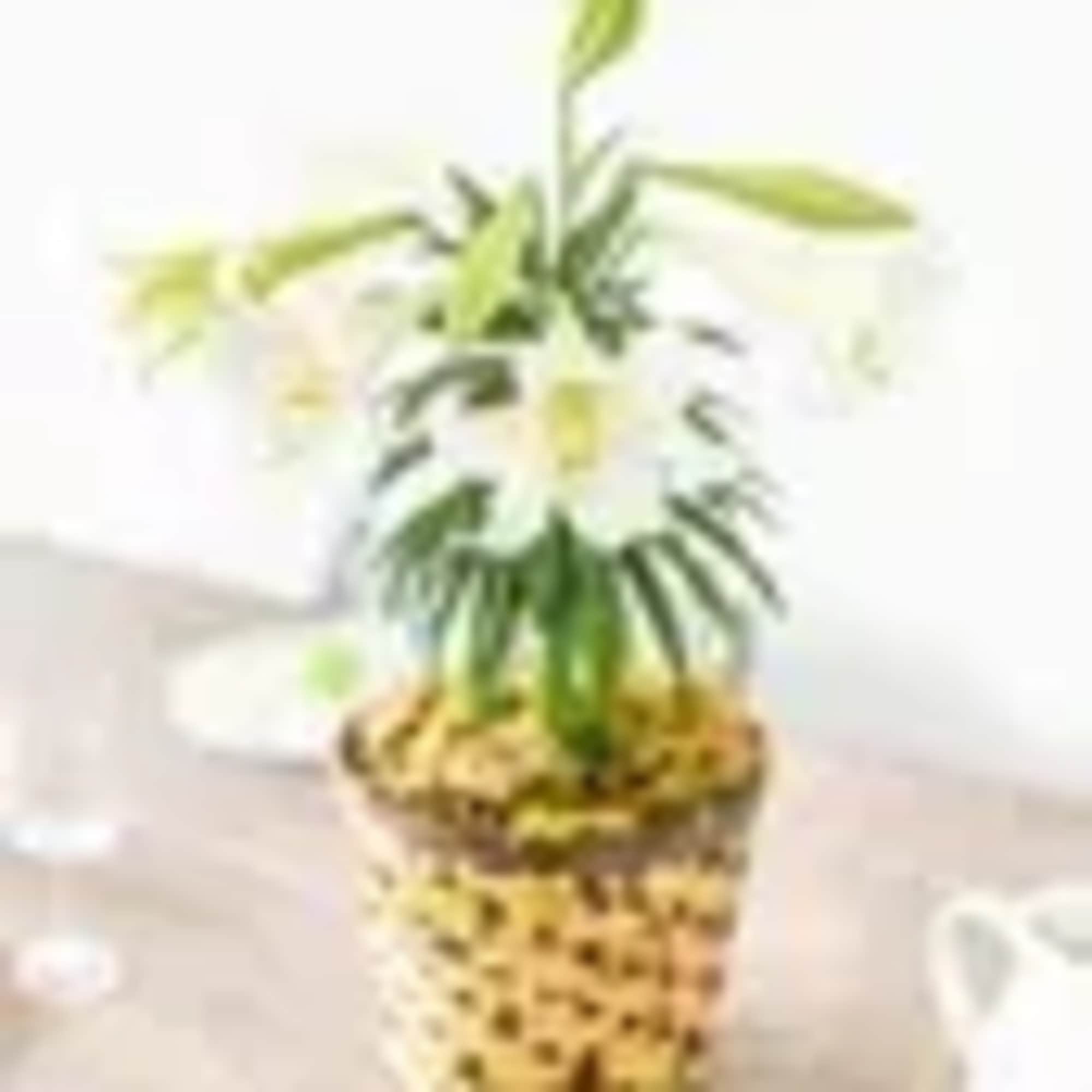 Graceful, fragrant, and full of meaning, the Easter Lily Plant is a